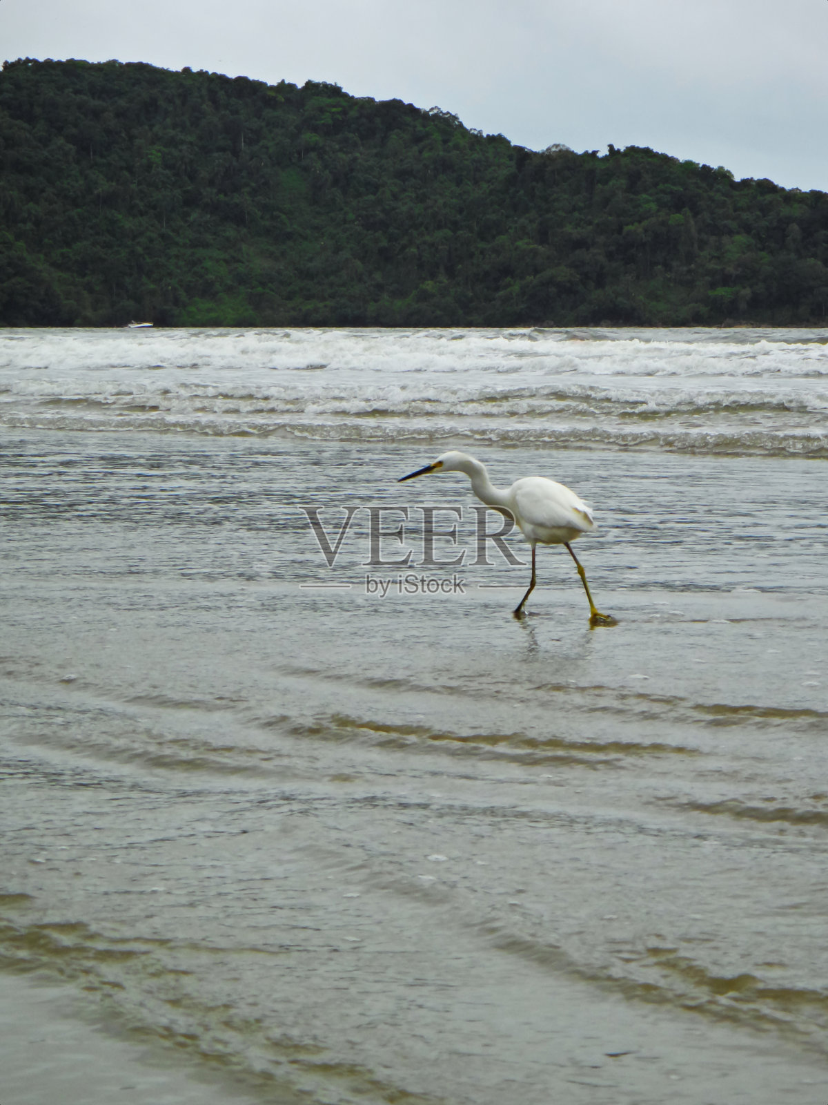 白腿鸟，被称为大白鹭(Ardea alba)在海滩上涉水，在被海水浸湿的沙滩上。照片摄影图片