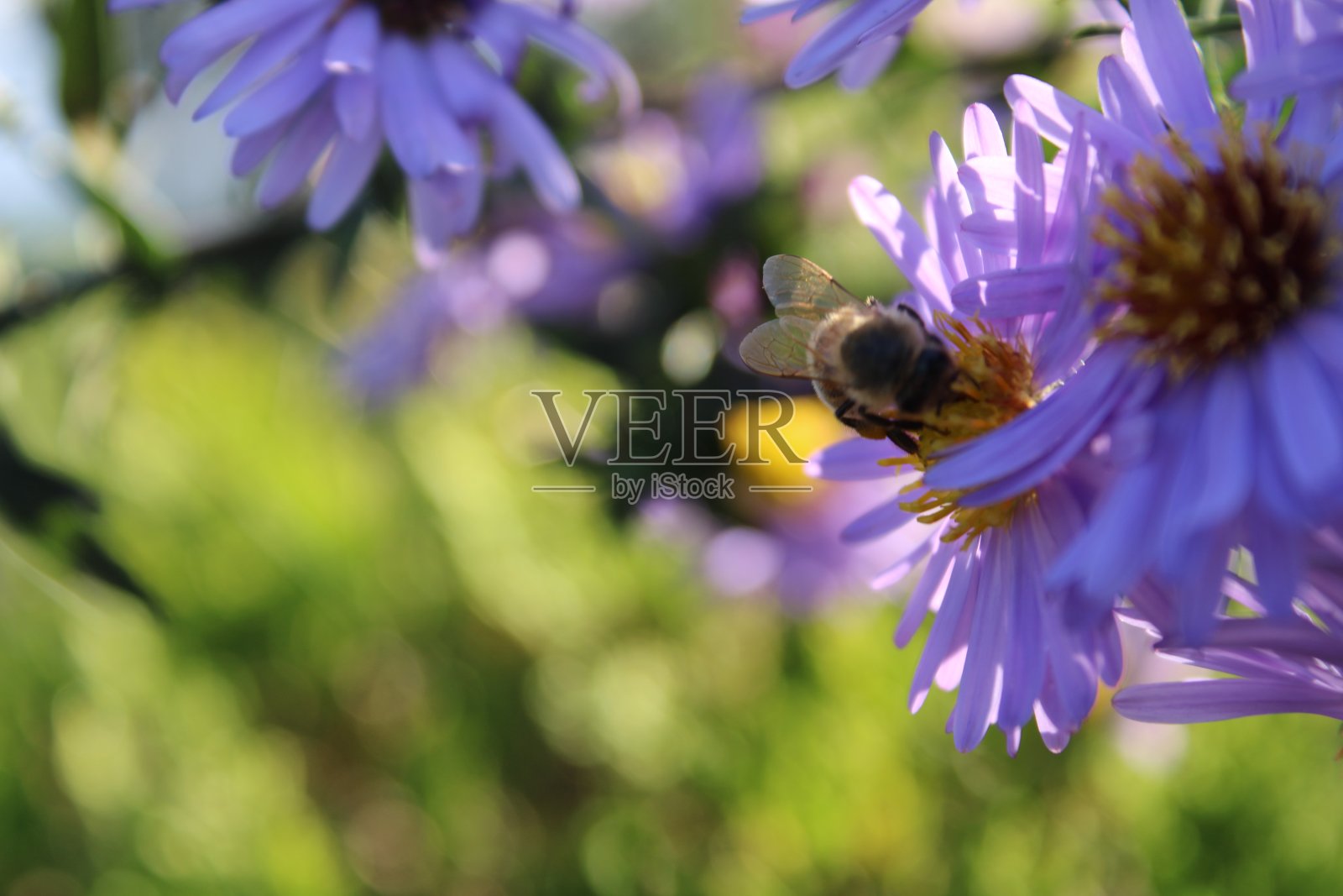 花蜂自然观照片摄影图片