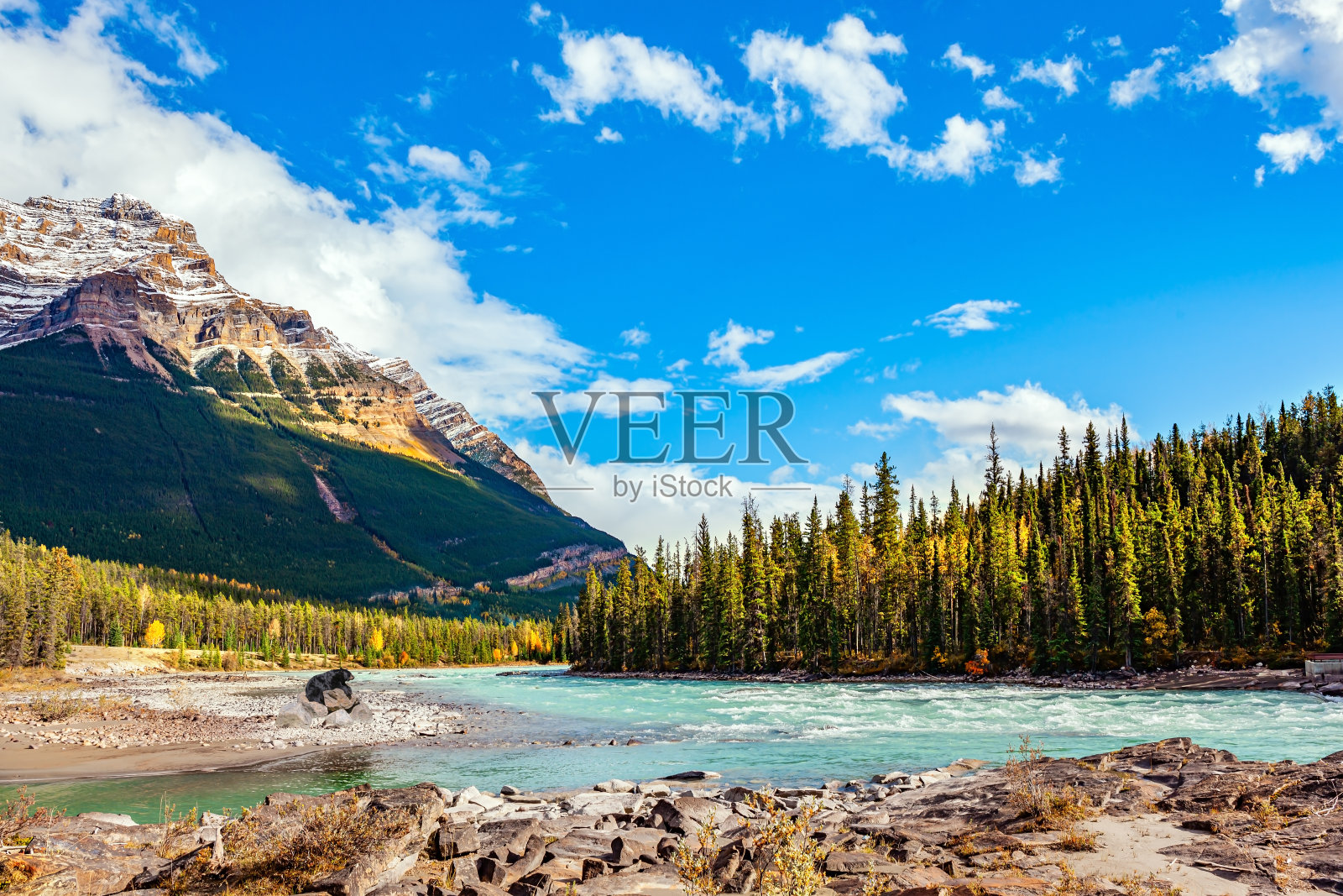 黑熊野蛮人照片摄影图片