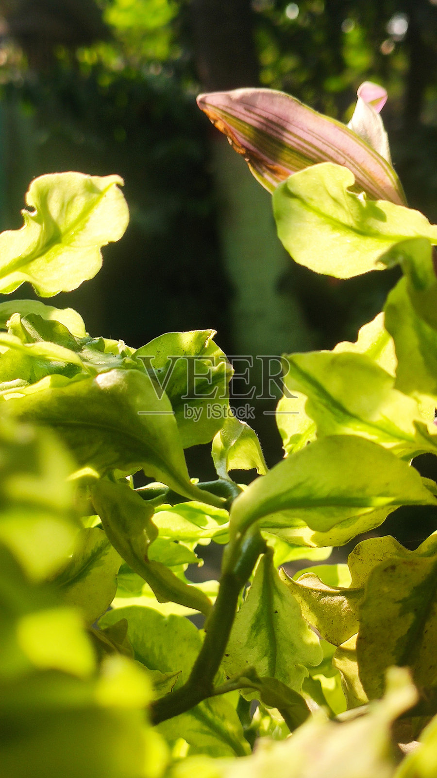 阳光下的植物和墙壁照片摄影图片