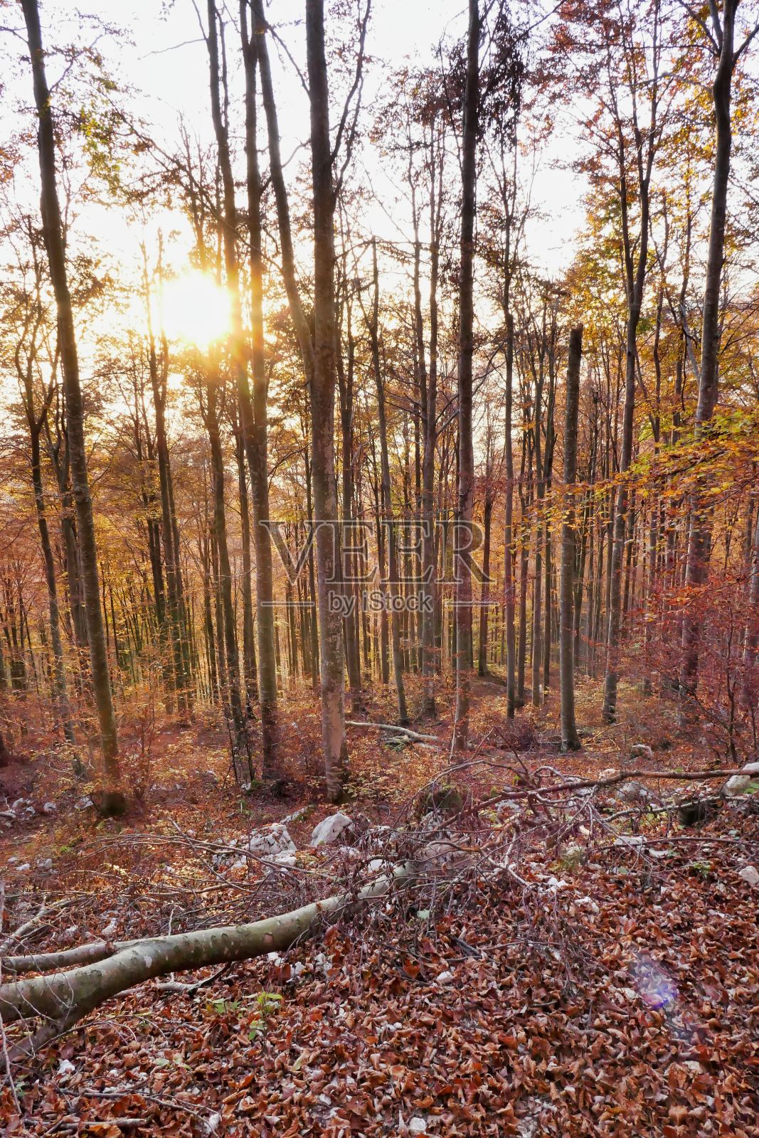 秋天的森林，照片作为背景，秋天的树叶在坎西格利奥，贝卢诺威尼托意大利照片摄影图片
