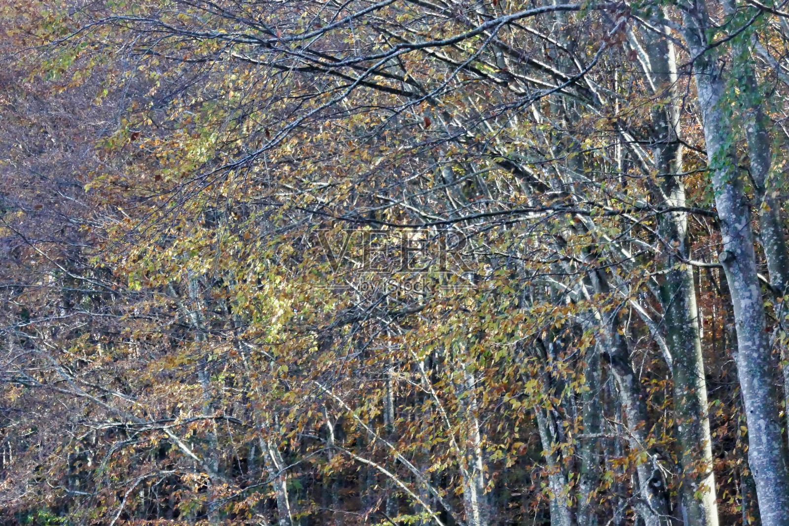 树上的苔藓，照片作为背景，秋天的树叶在坎西格利奥，贝卢诺威尼托意大利照片摄影图片