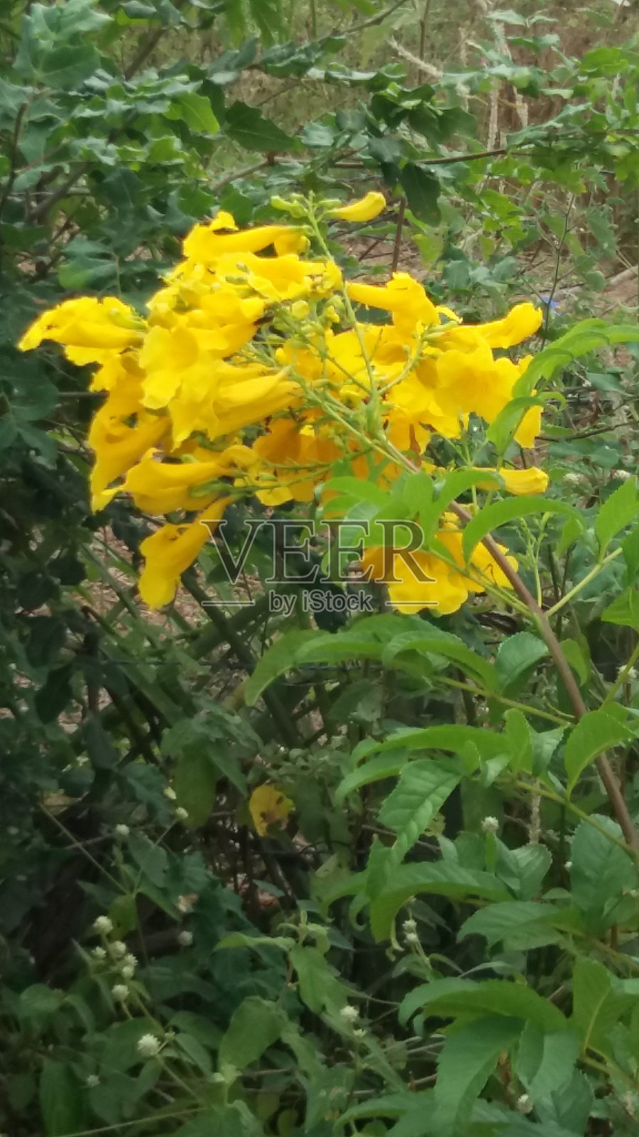 花照片摄影图片