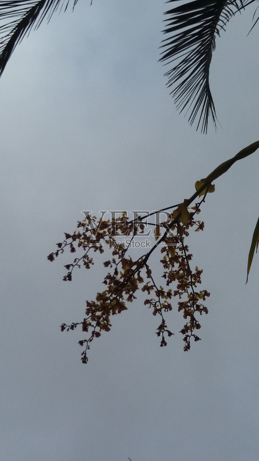 花照片摄影图片