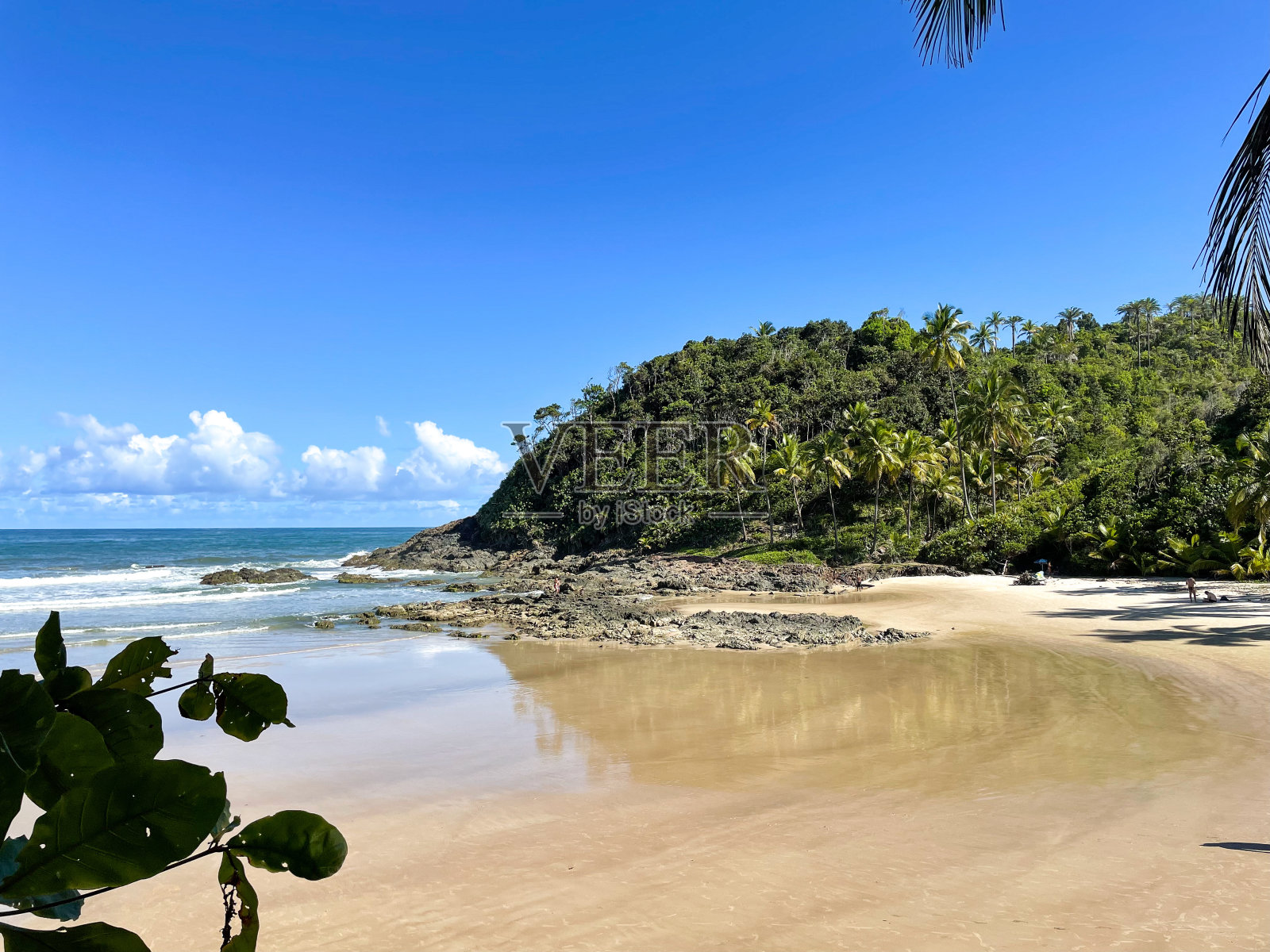 巴伊亚州伊塔卡雷海滩上高大的棕榈树，在4个海滩小径上照片摄影图片