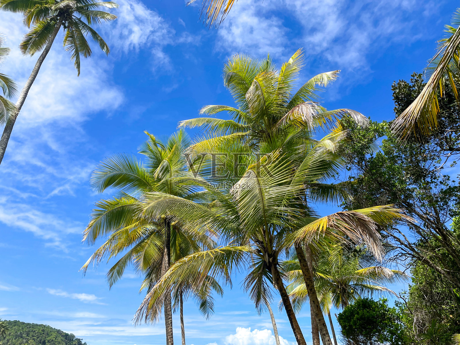 巴伊亚州伊塔卡雷海滩上高大的棕榈树，在4个海滩小径上照片摄影图片