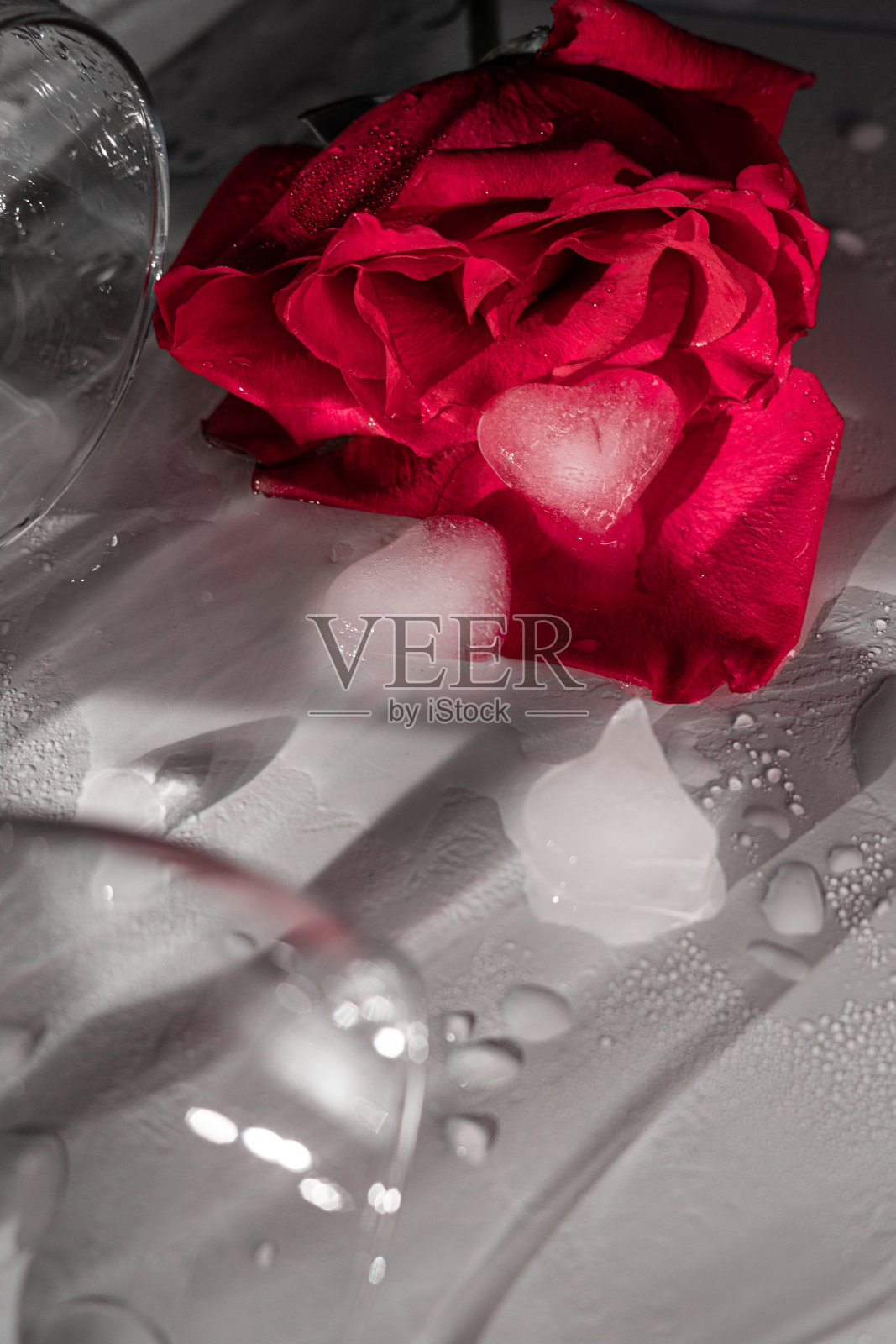 玫瑰照片摄影图片