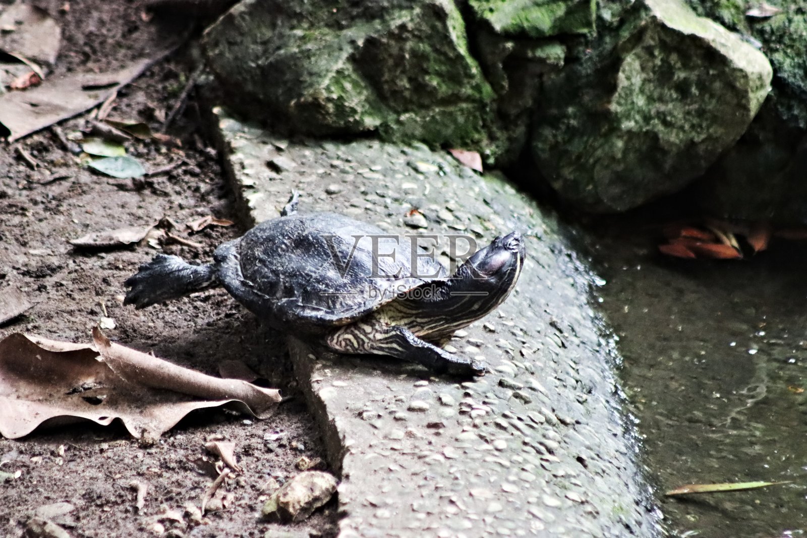 乌龟照片摄影图片