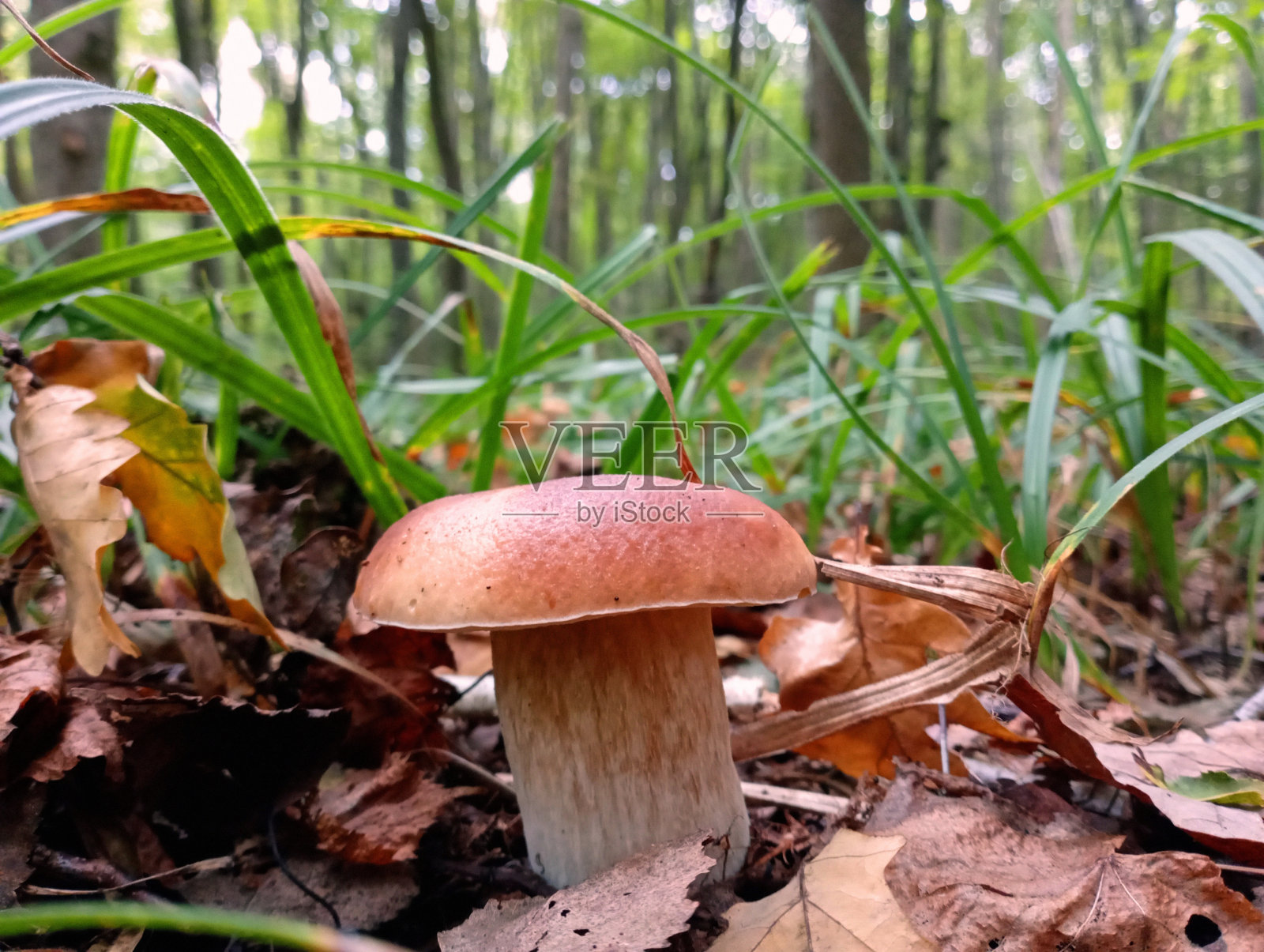 自然环境中美丽的白色大蘑菇。蘑菇采摘和娱乐的话题。照片摄影图片