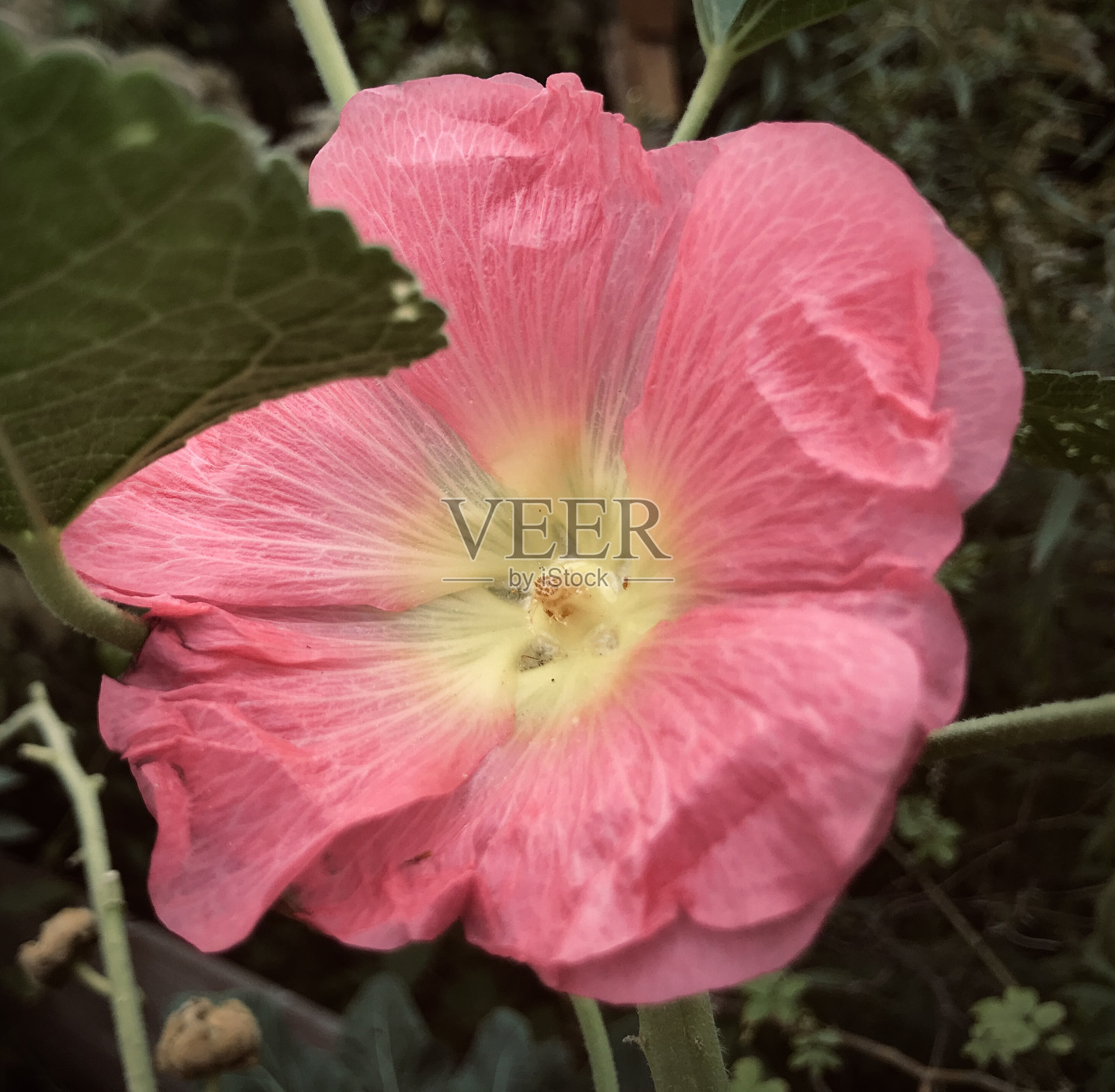 城市花园照片摄影图片