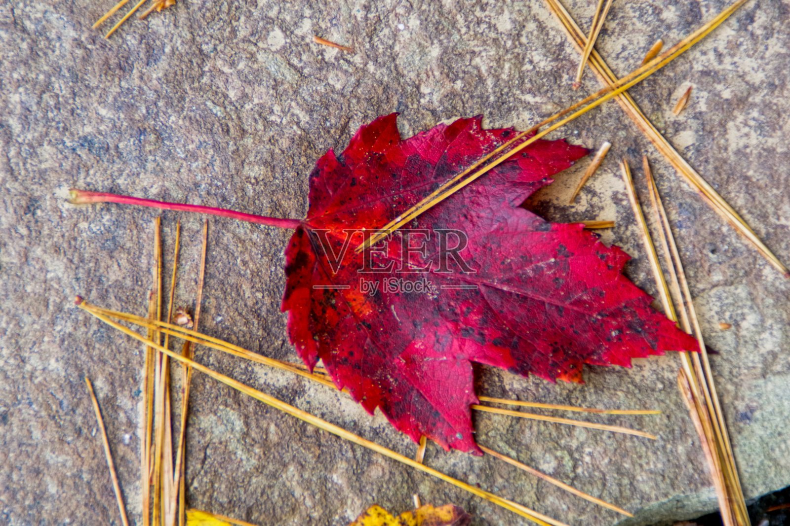 枫叶照片摄影图片