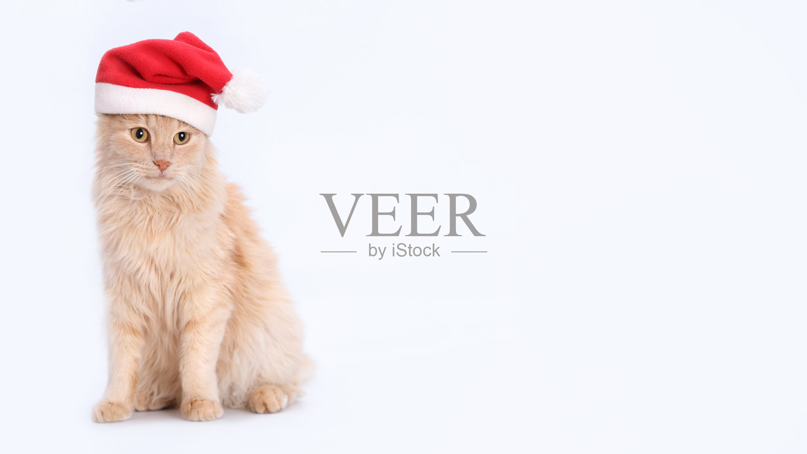 猫圣诞老人。照片摄影图片