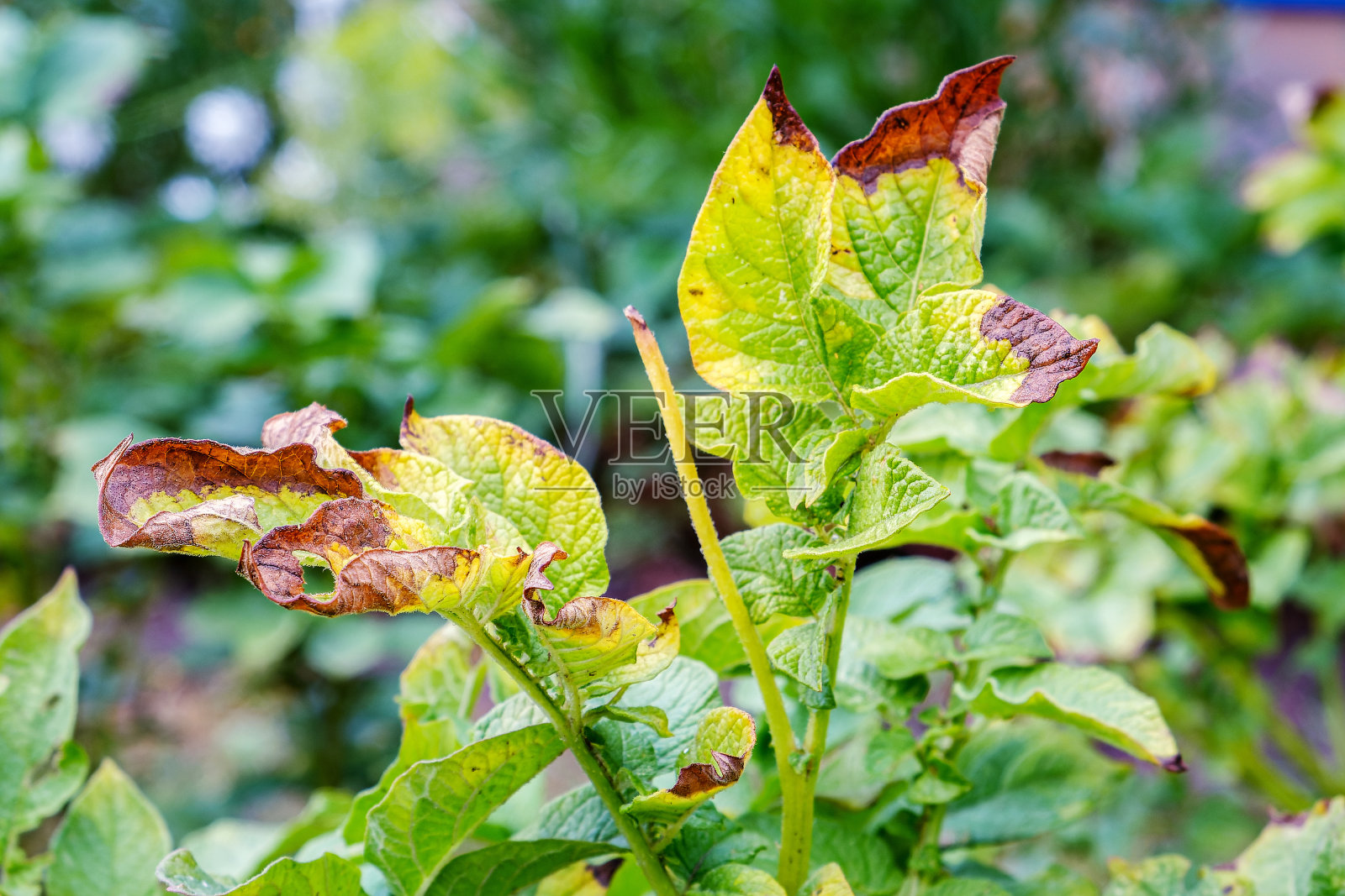 疫霉属。马铃薯病影响马铃薯叶片的一种疾病照片摄影图片