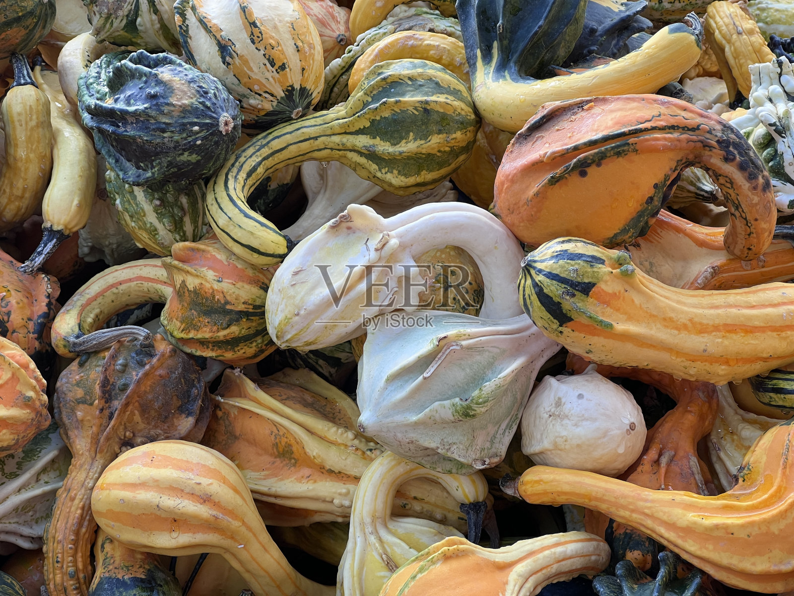 美丽的装饰不同形状和大小的彩色南瓜在南瓜节，南瓜的背景照片摄影图片