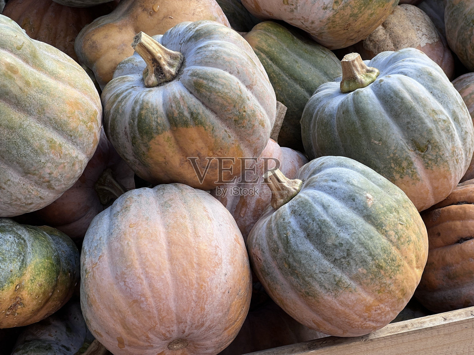 美丽的彩色南瓜，形状和大小不同，在南瓜节，南瓜的背景照片摄影图片