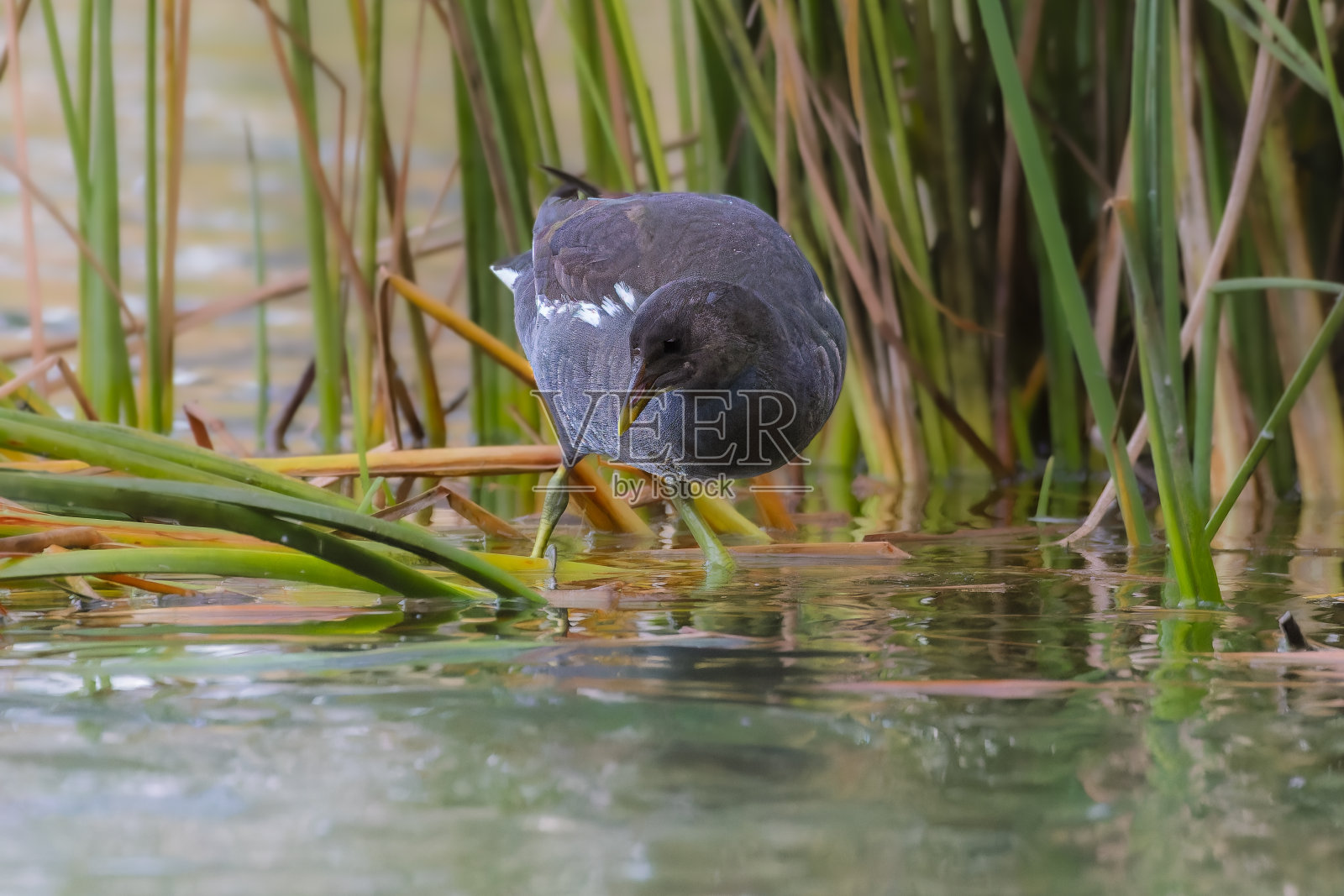 晨光中在池塘水面上游泳的普通赤蠵龟照片摄影图片