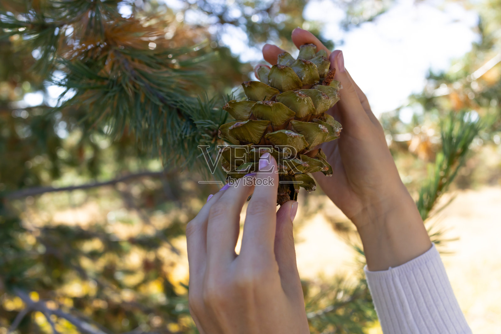 人工采摘，收集松果从雪松，针叶树在森林中获得坚果，精油或装饰。常绿的托儿所。收割。水平面照片摄影图片