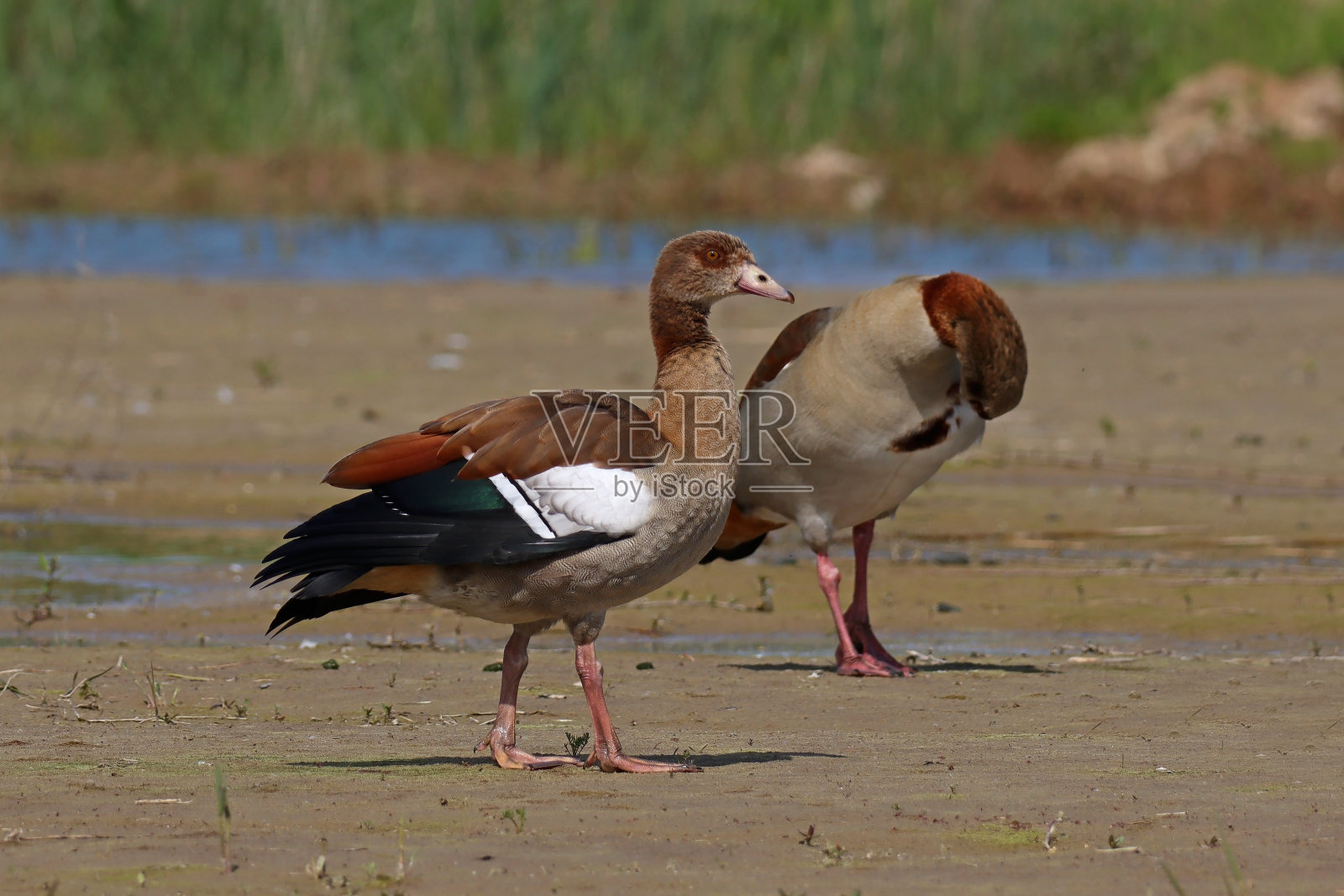埃及鹅-埃及鹅(Alopochen aegyptiaca)。照片摄影图片