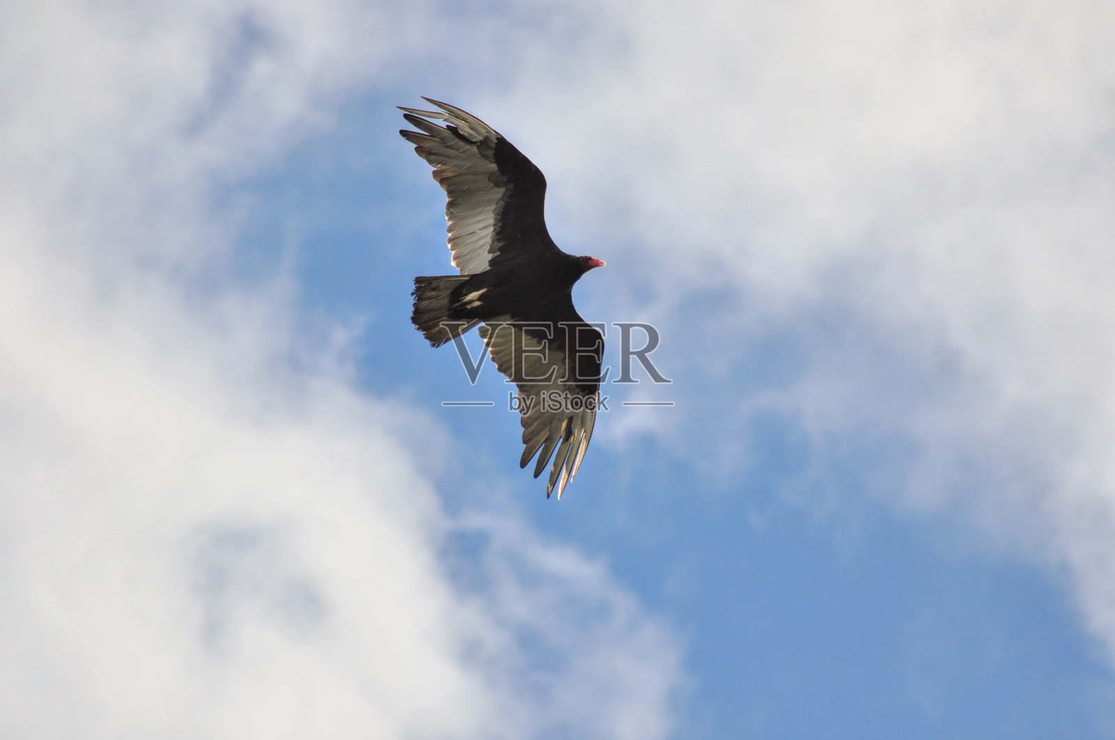 土耳其秃鹰照片摄影图片