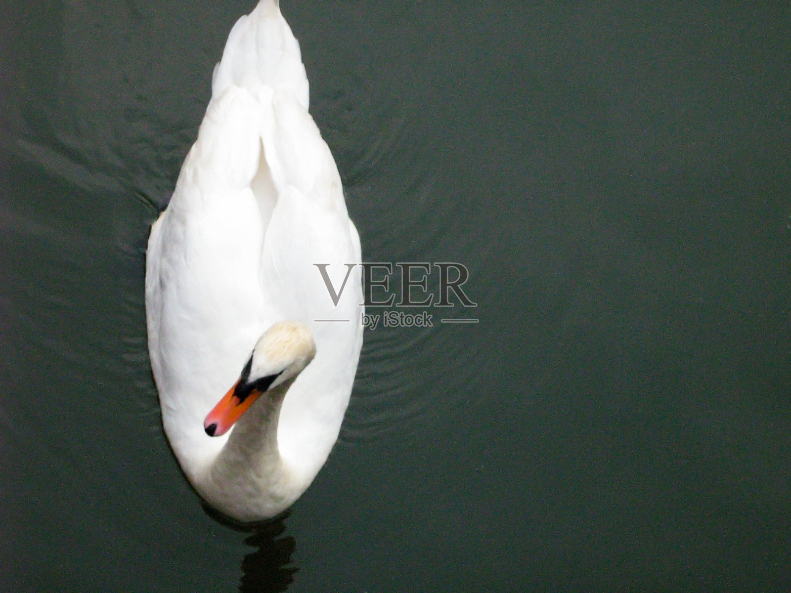 一只白天鹅在河水中游泳(特写)照片摄影图片