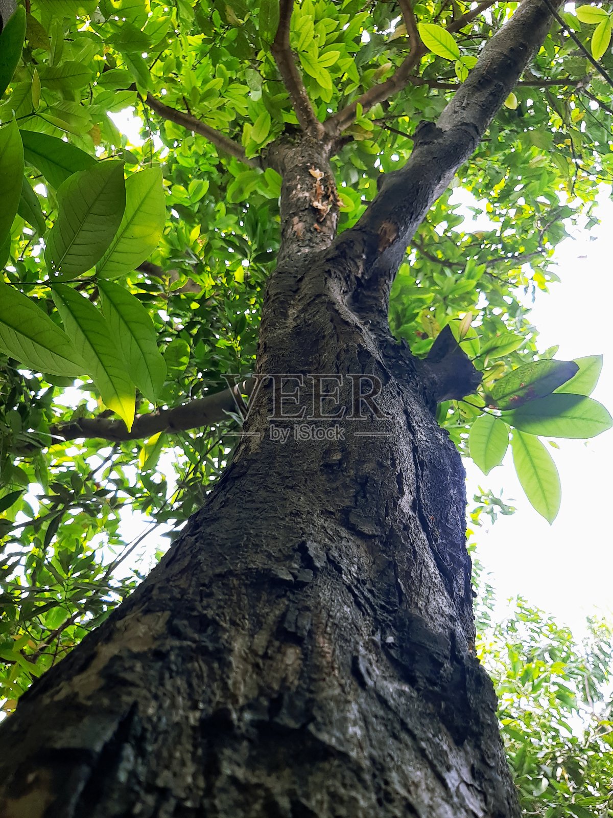 阴暗的番石榴树与低角度视图照片技术照片摄影图片