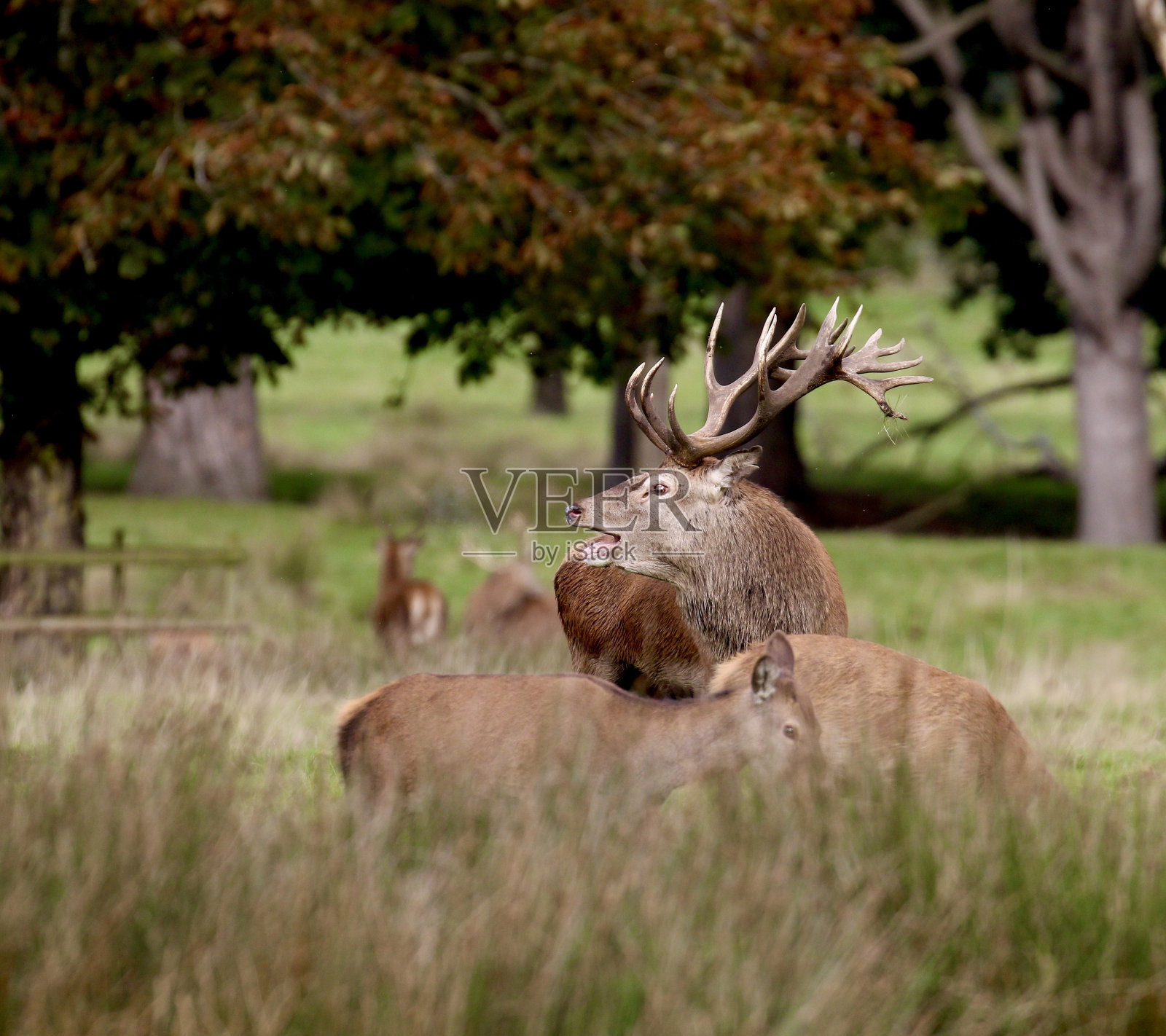 赤鹿照片摄影图片