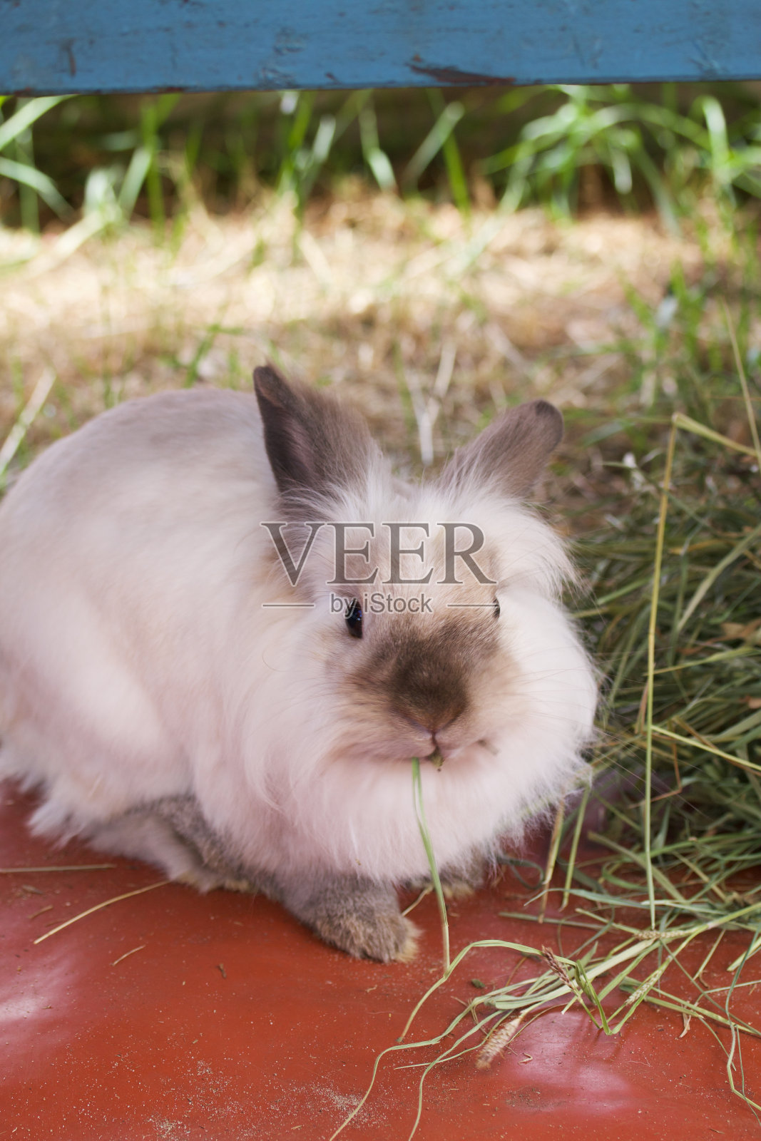 国内的兔子。坐在草地旁边的地上。照片摄影图片