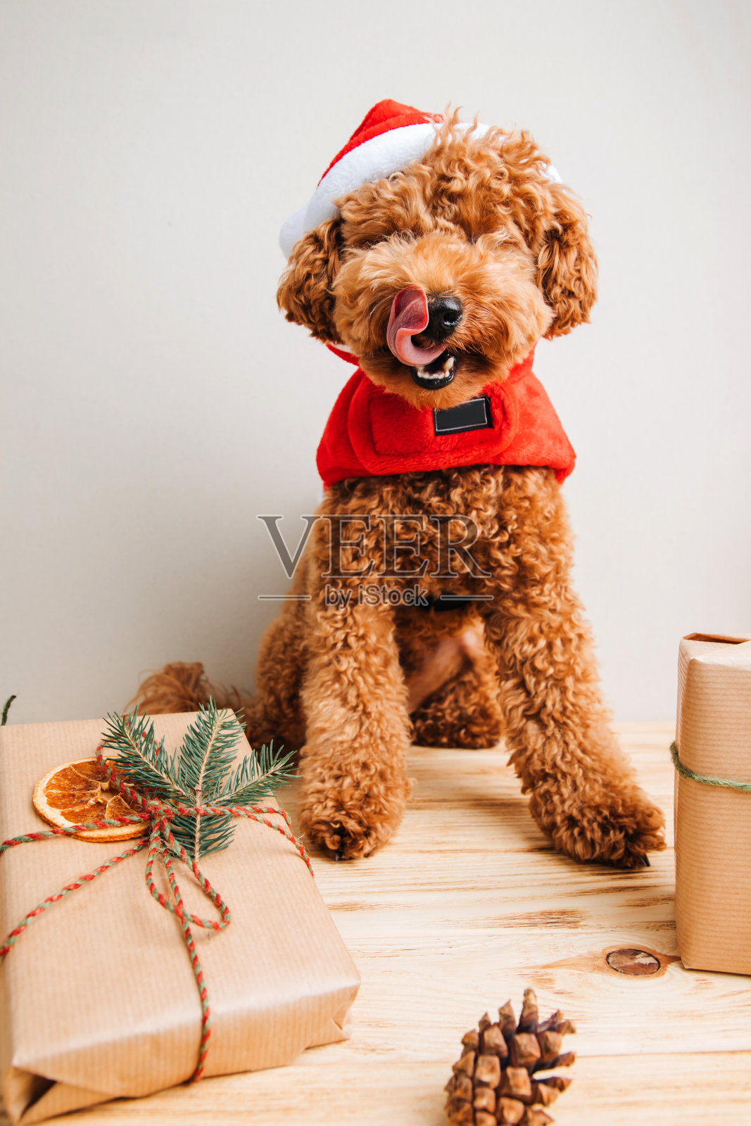 特写小姜黄色贵宾犬在圣诞老人的服装在浅色背景。宠物的画像。圣诞贺卡照片摄影图片