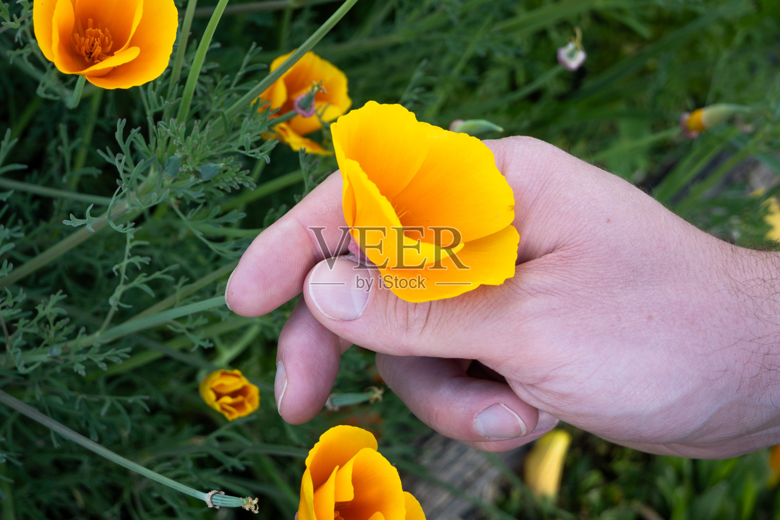 男人的手拿着一朵花照片摄影图片