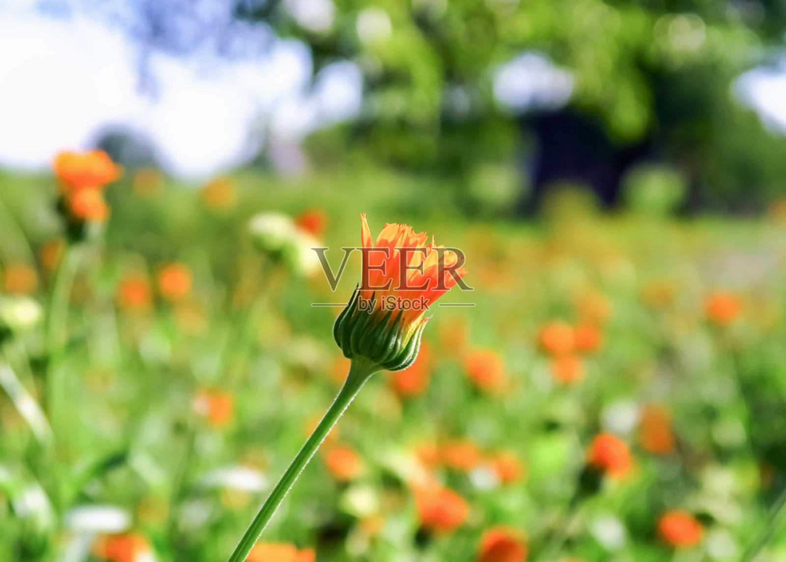 金盏花药用植物生长在花园的床上。采摘药用植物概念照片摄影图片