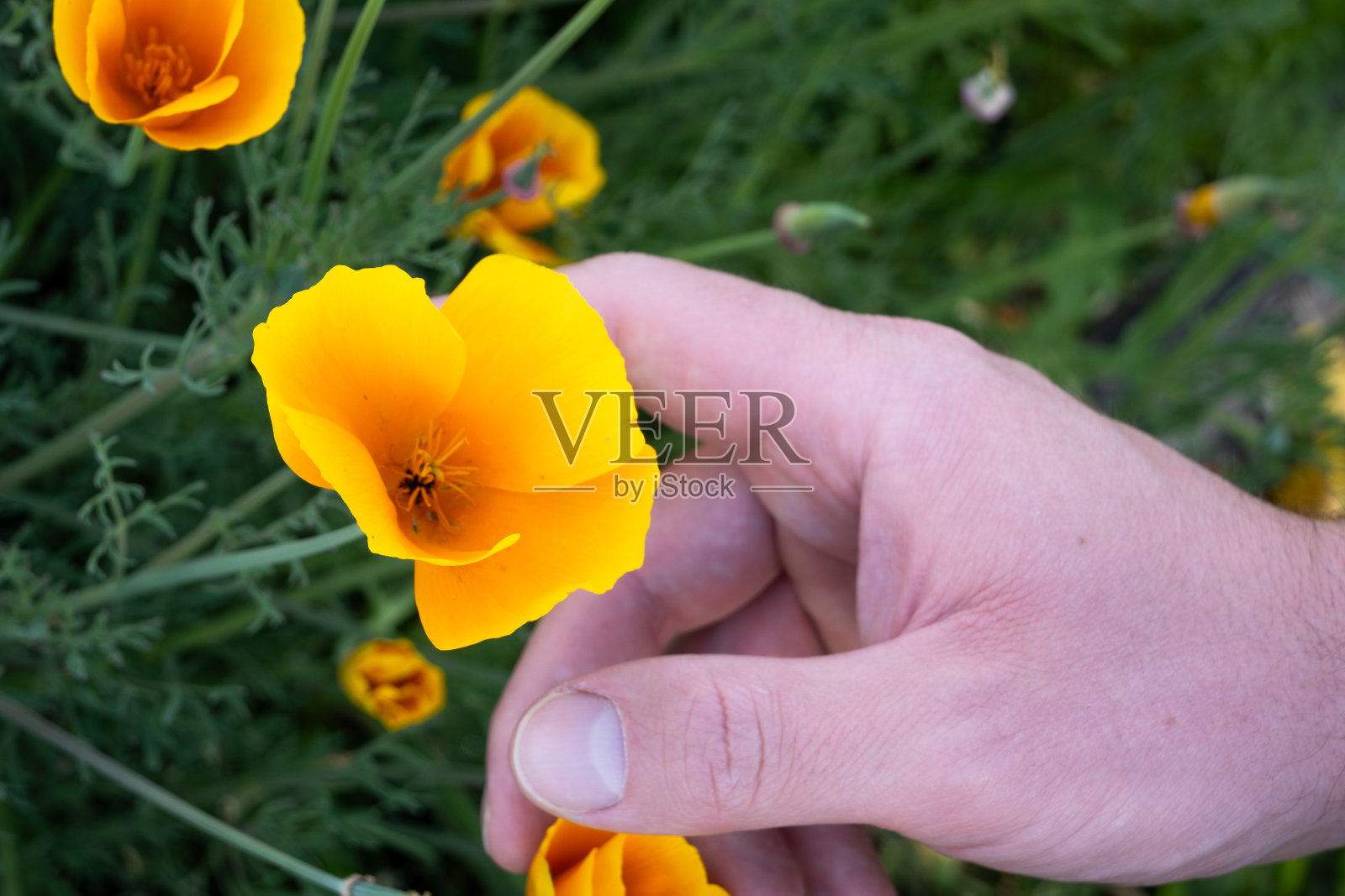 男人的手拿着一朵花照片摄影图片