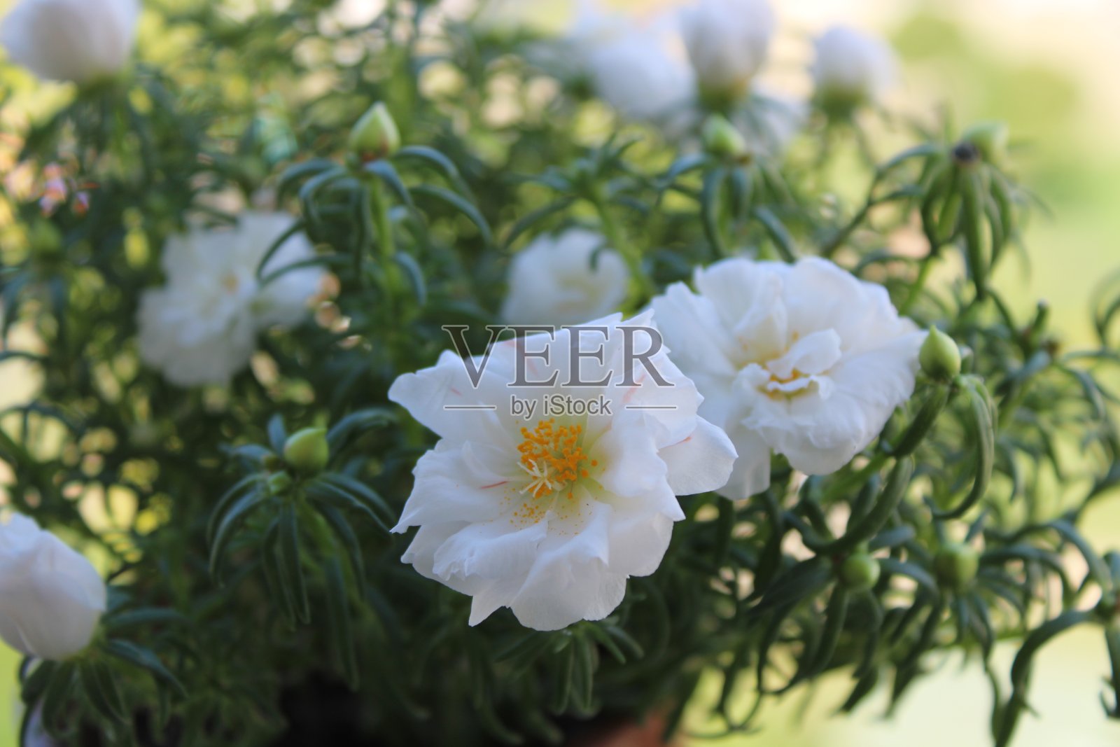 马齿苋白色花照片摄影图片