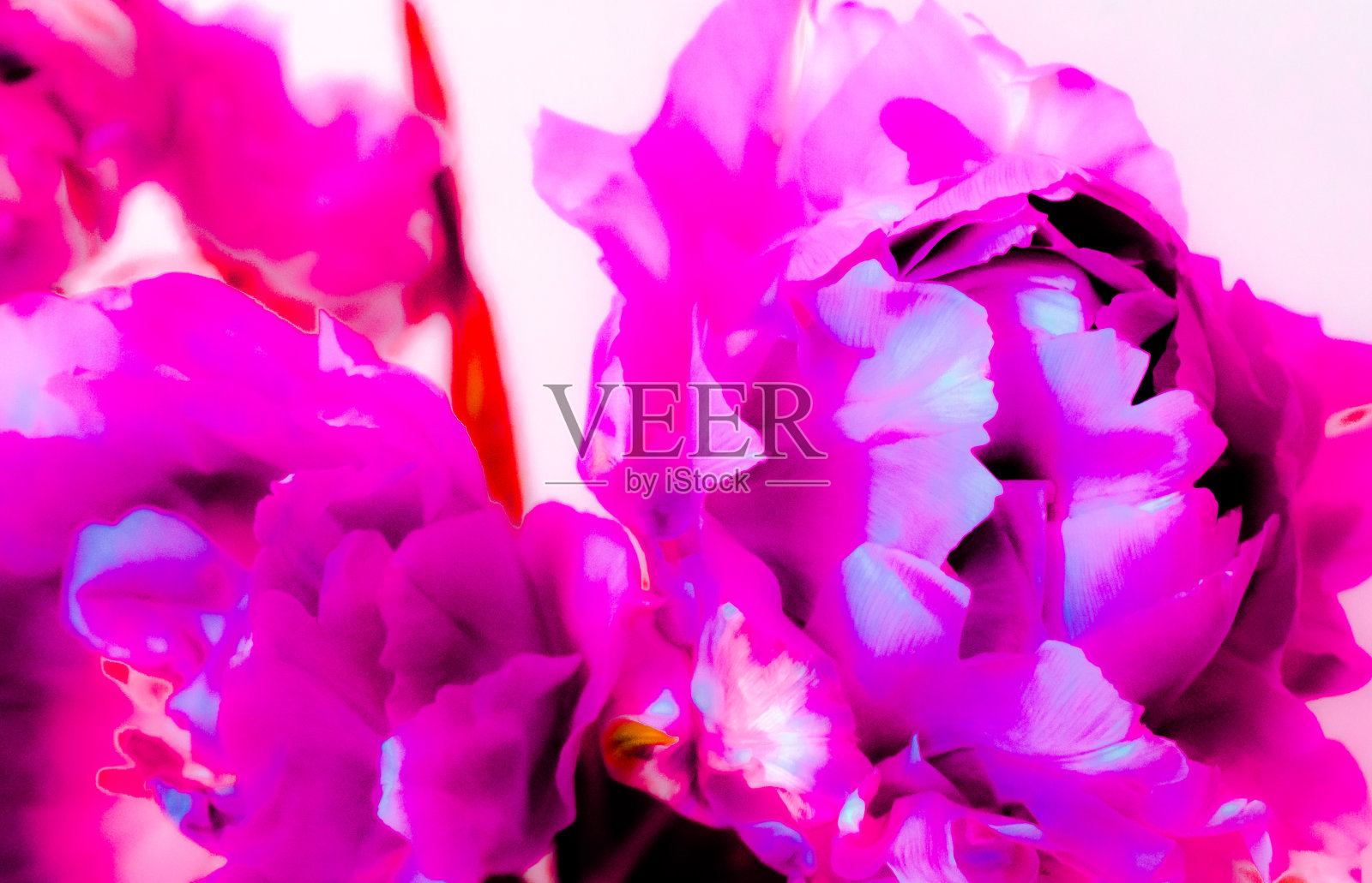 牡丹、尼龙、郁金香照片摄影图片