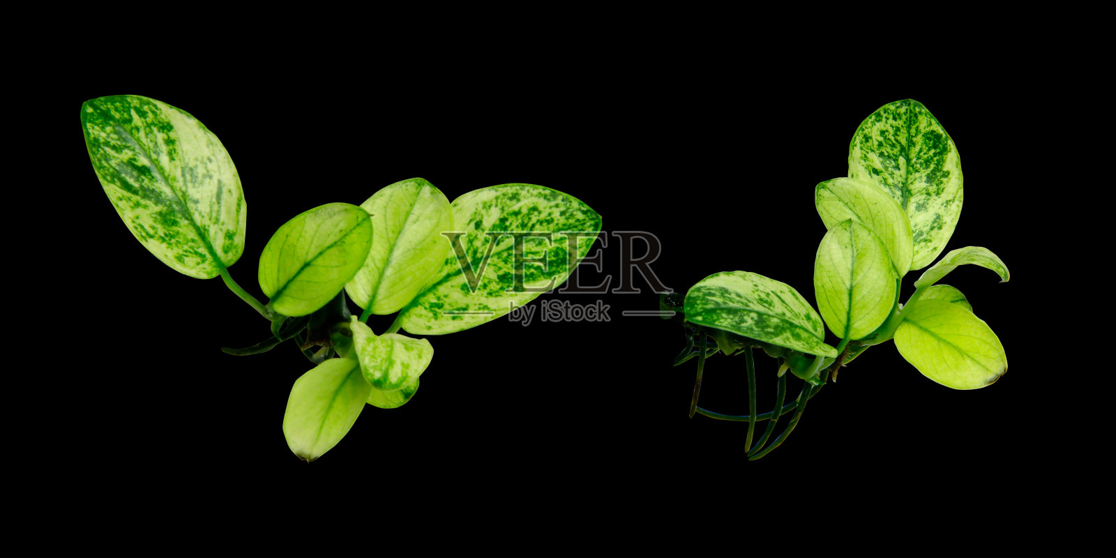 外来杂色水生植物Anubias Pinto的白色叶片，在黑色背景上与剪枝路径分离照片摄影图片