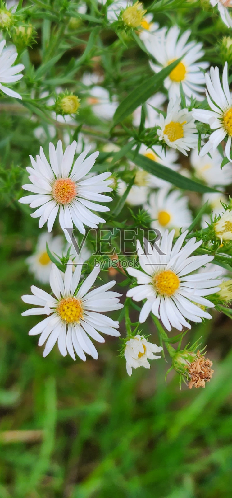 野花照片摄影图片