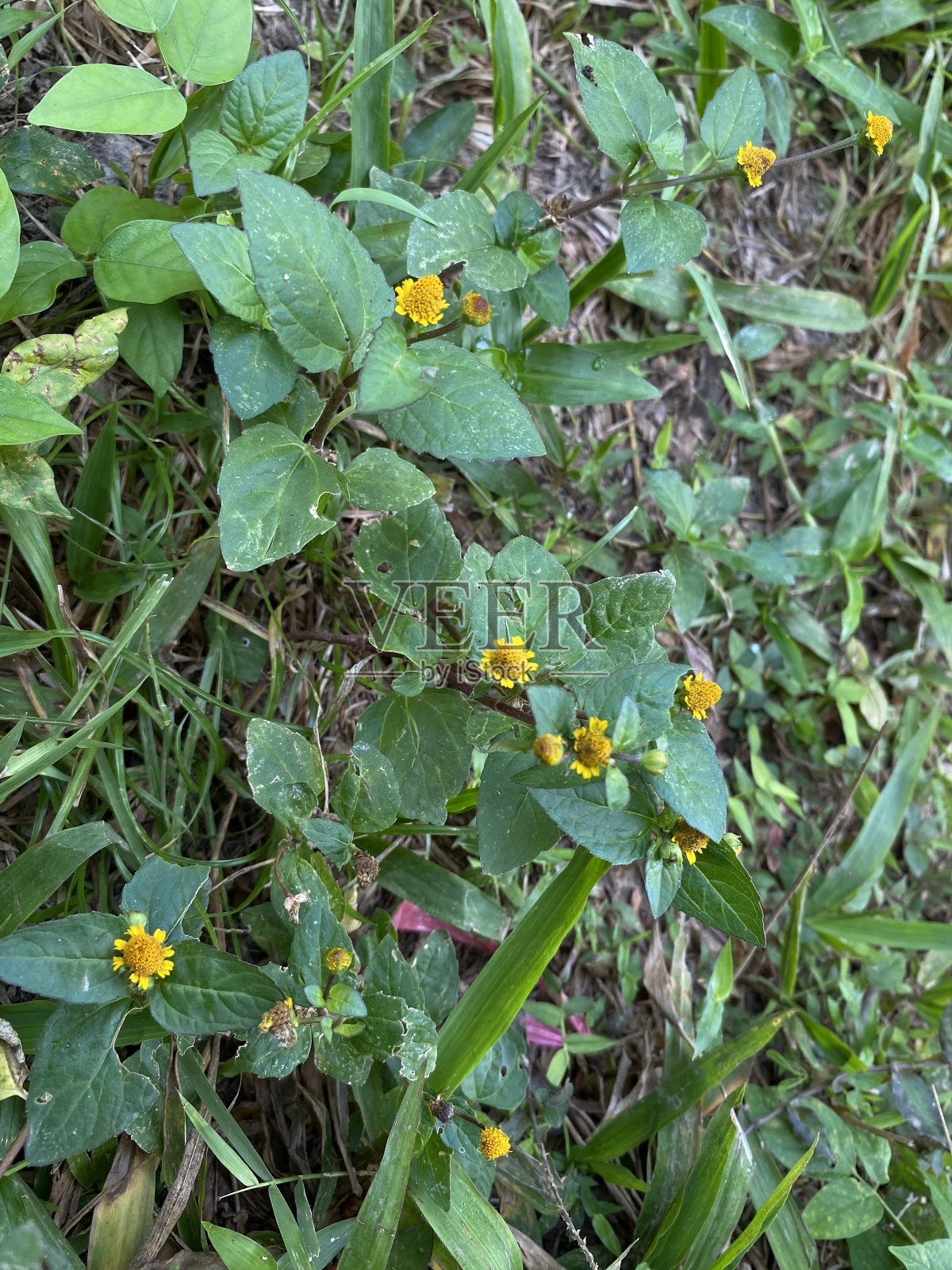 花园里长着绿草和黄花照片摄影图片