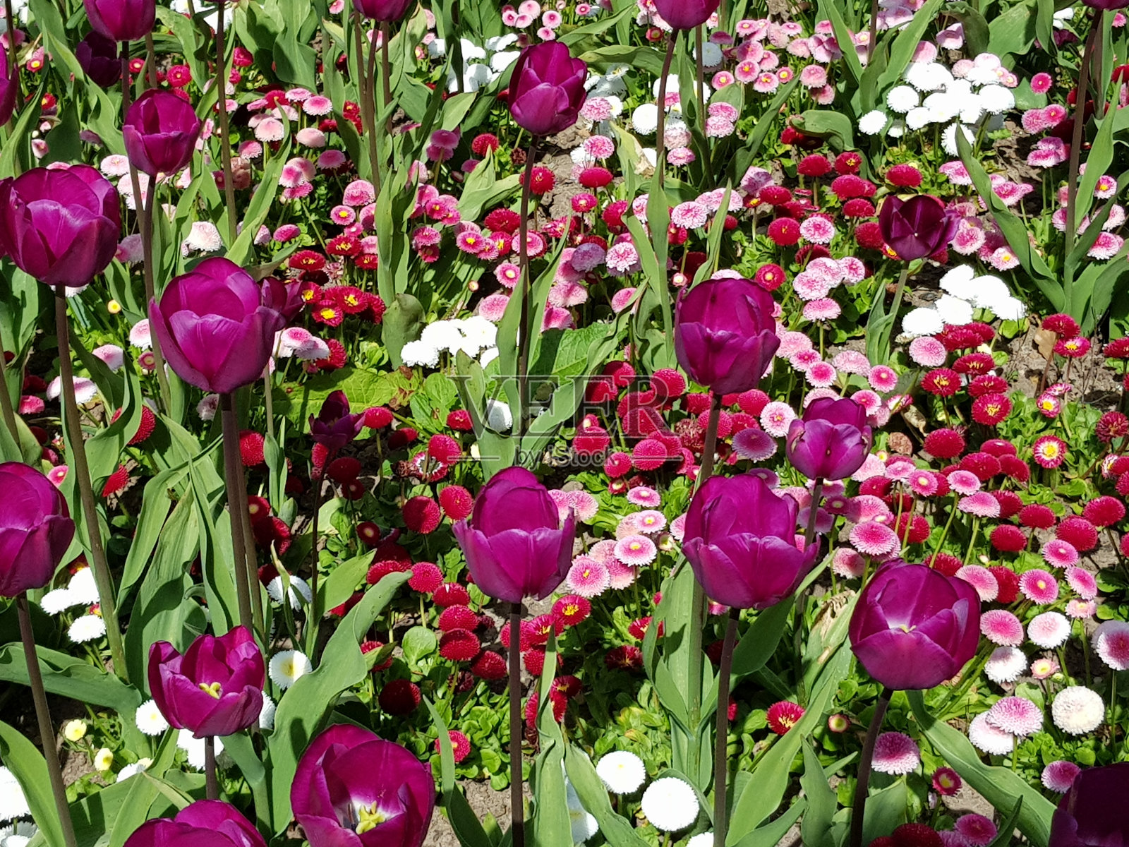 英国苏格兰格拉斯哥波洛克国家公园花坛里的鲜花照片摄影图片