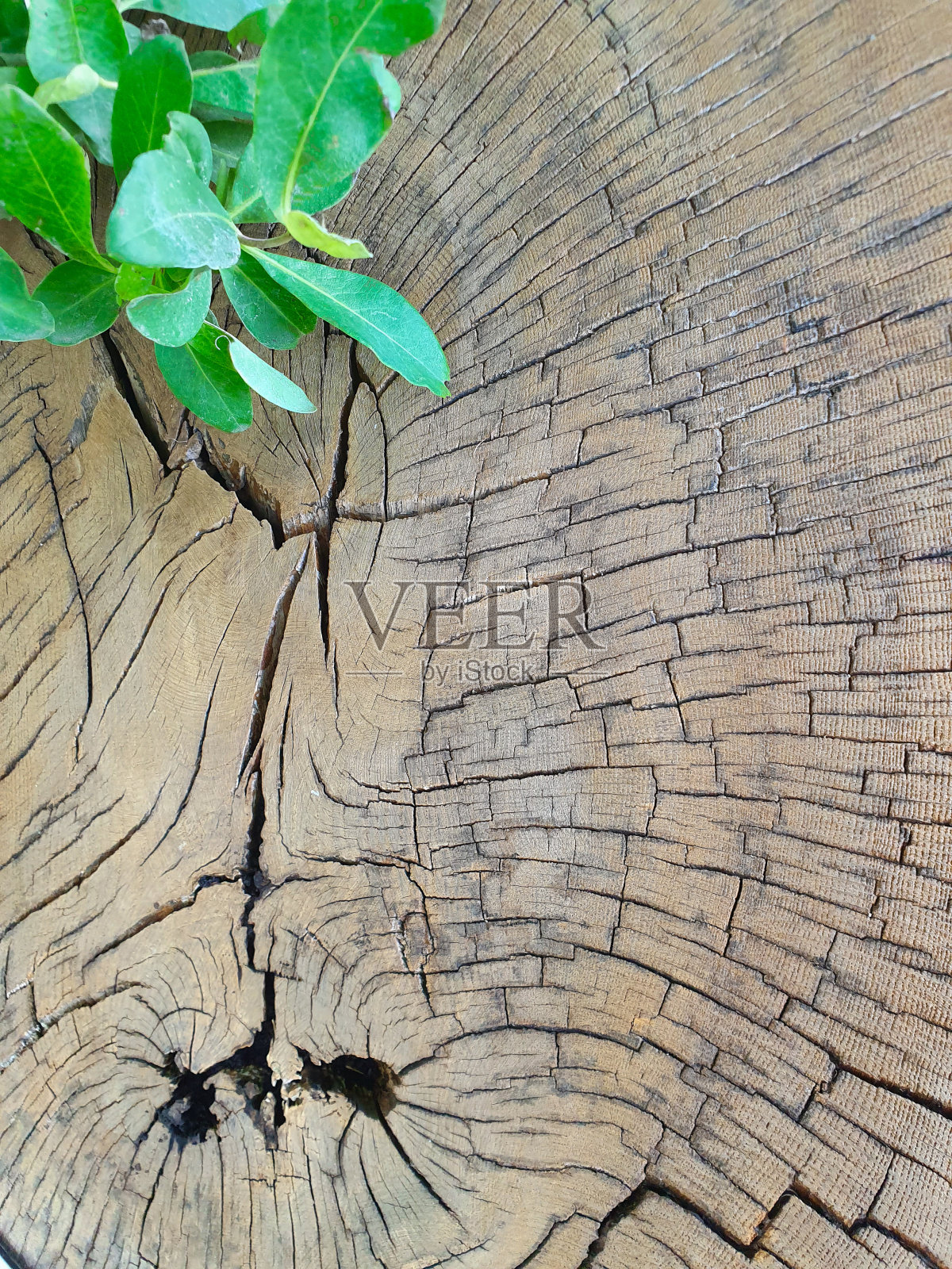 有叶子的树干。照片摄影图片