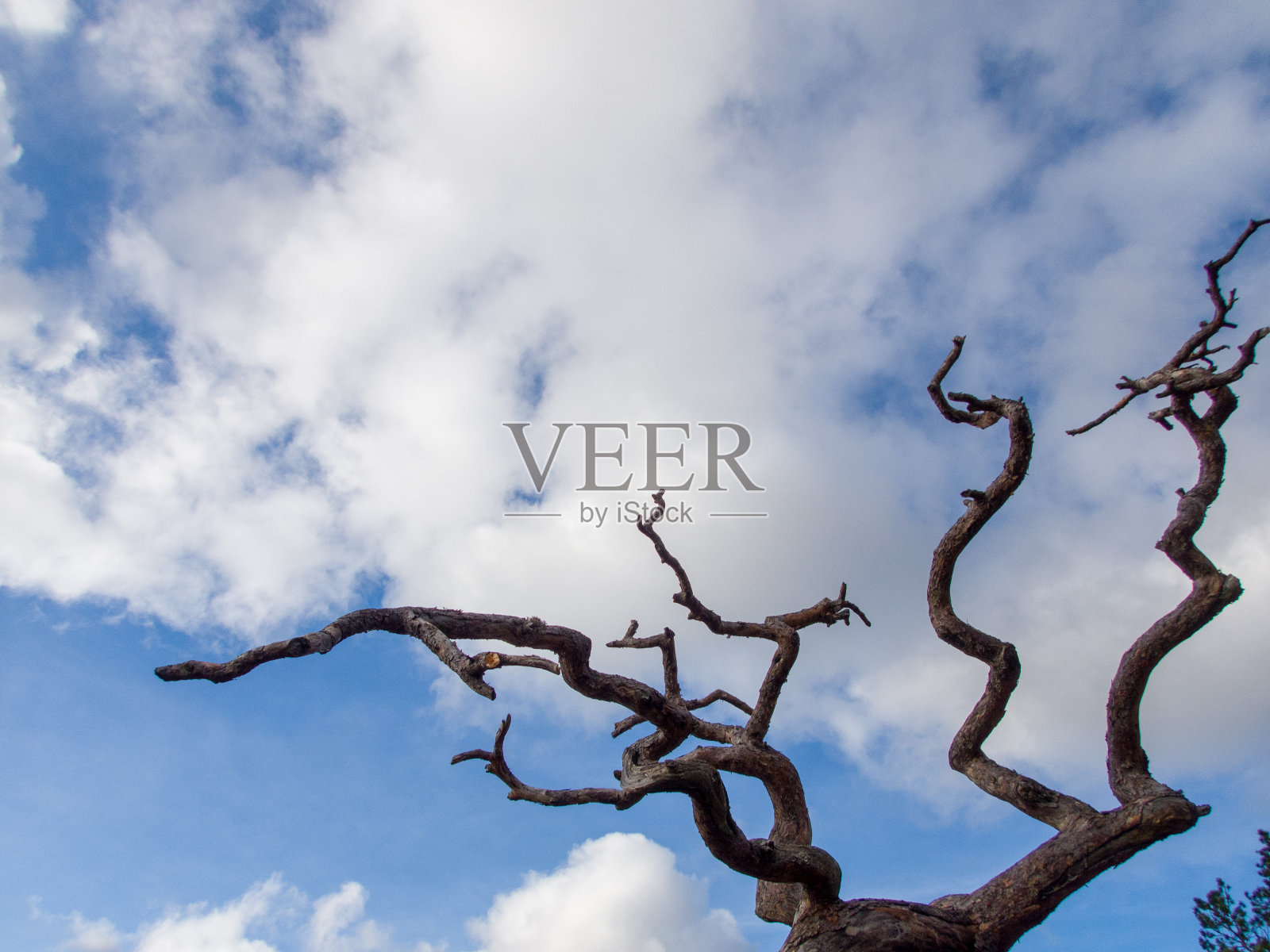 树照片摄影图片