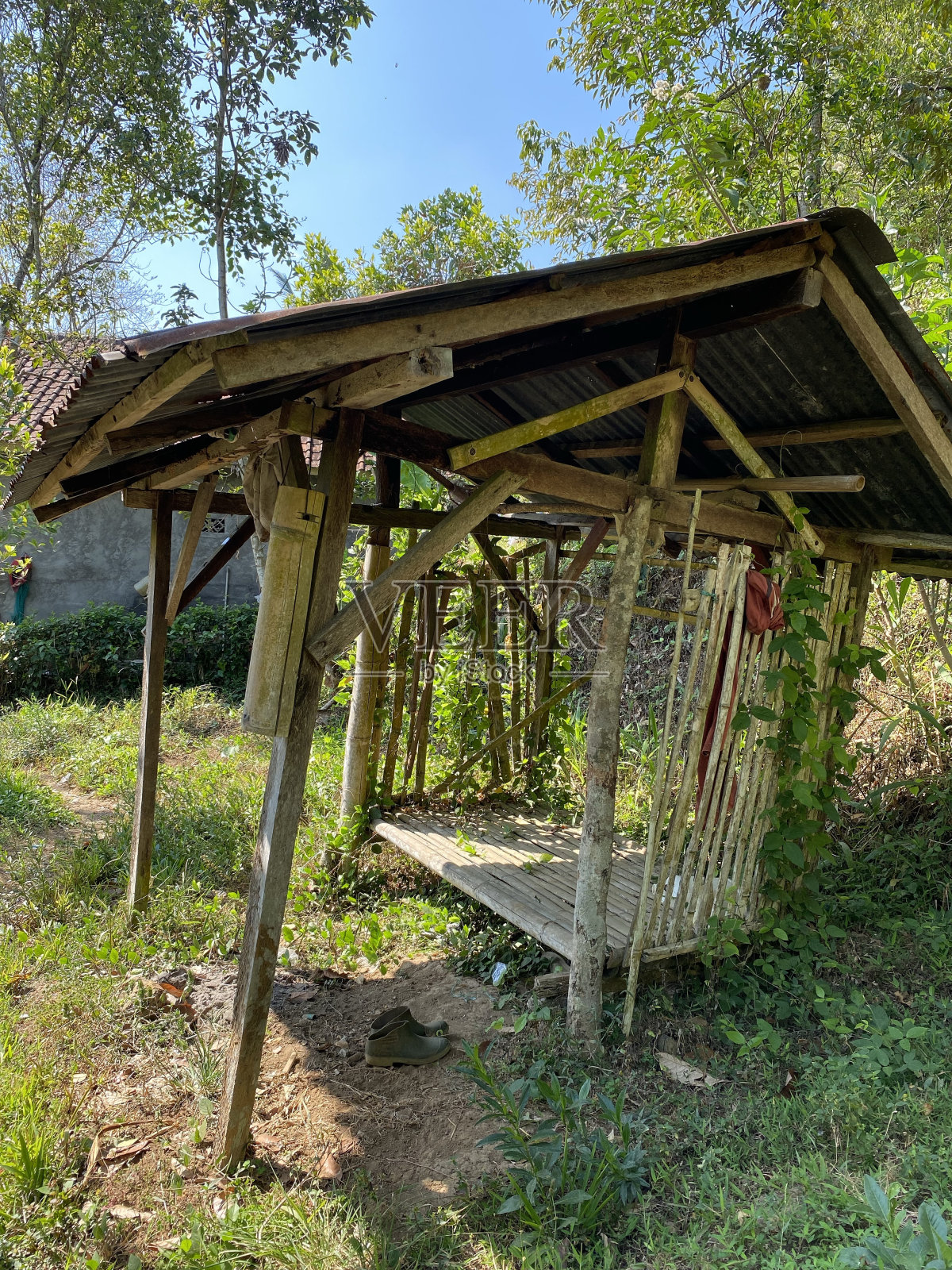 在丁香种植园中间的小屋照片摄影图片