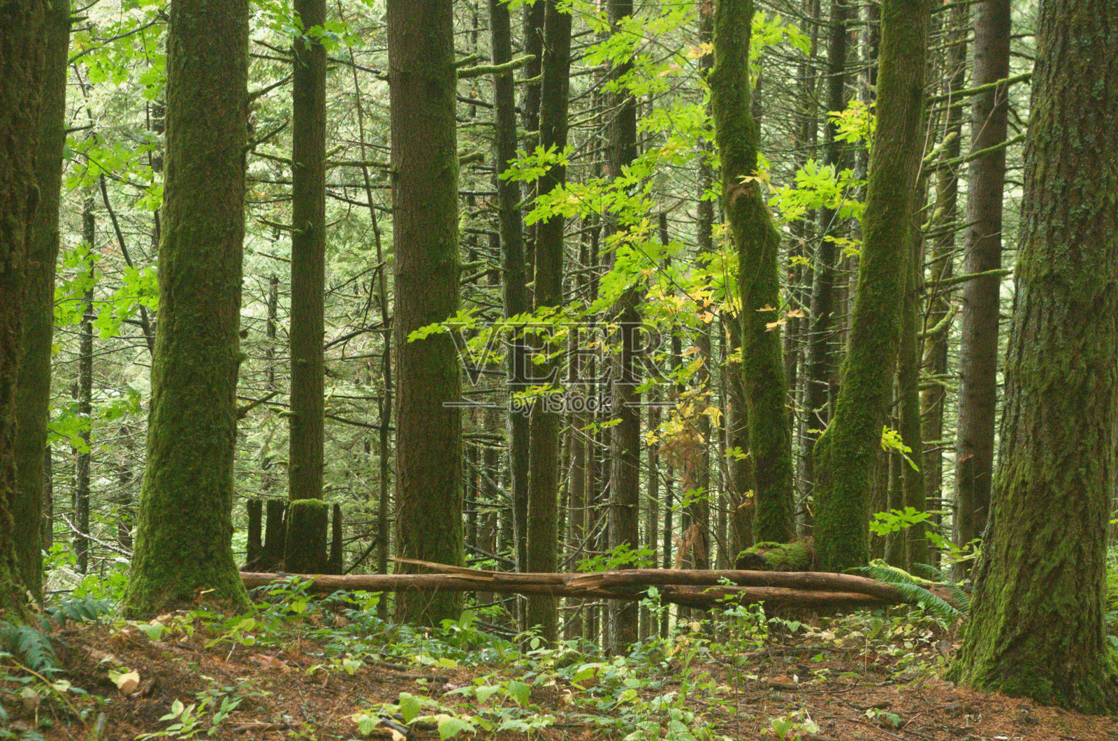 由苔藓覆盖的松树树干组成的茂密林地照片摄影图片