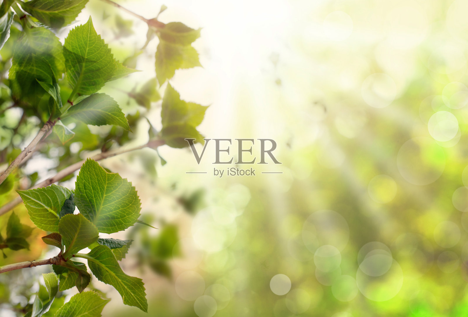 绿色花卉背景与树叶和阳光照片摄影图片