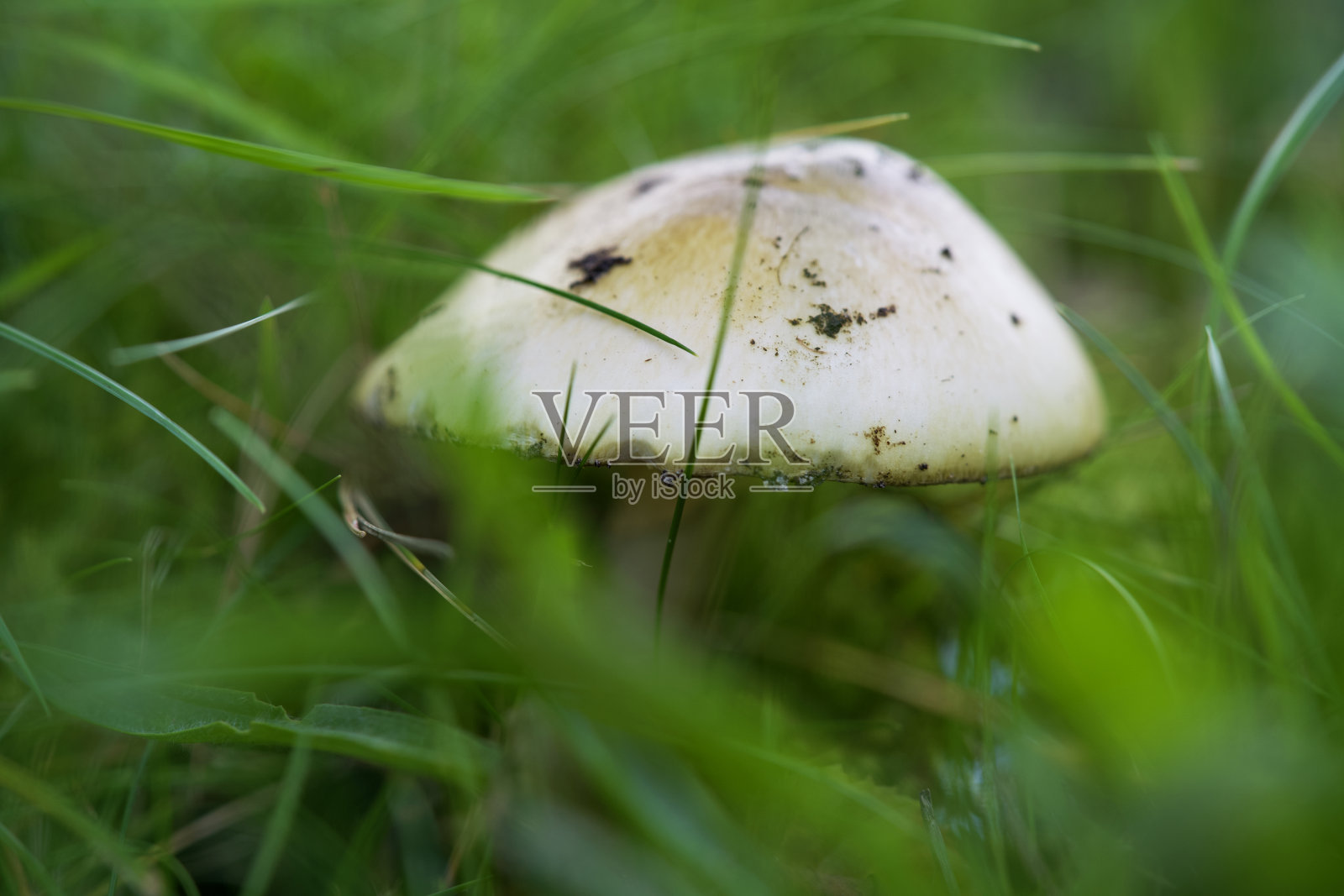 秋天的蘑菇微距拍摄照片摄影图片