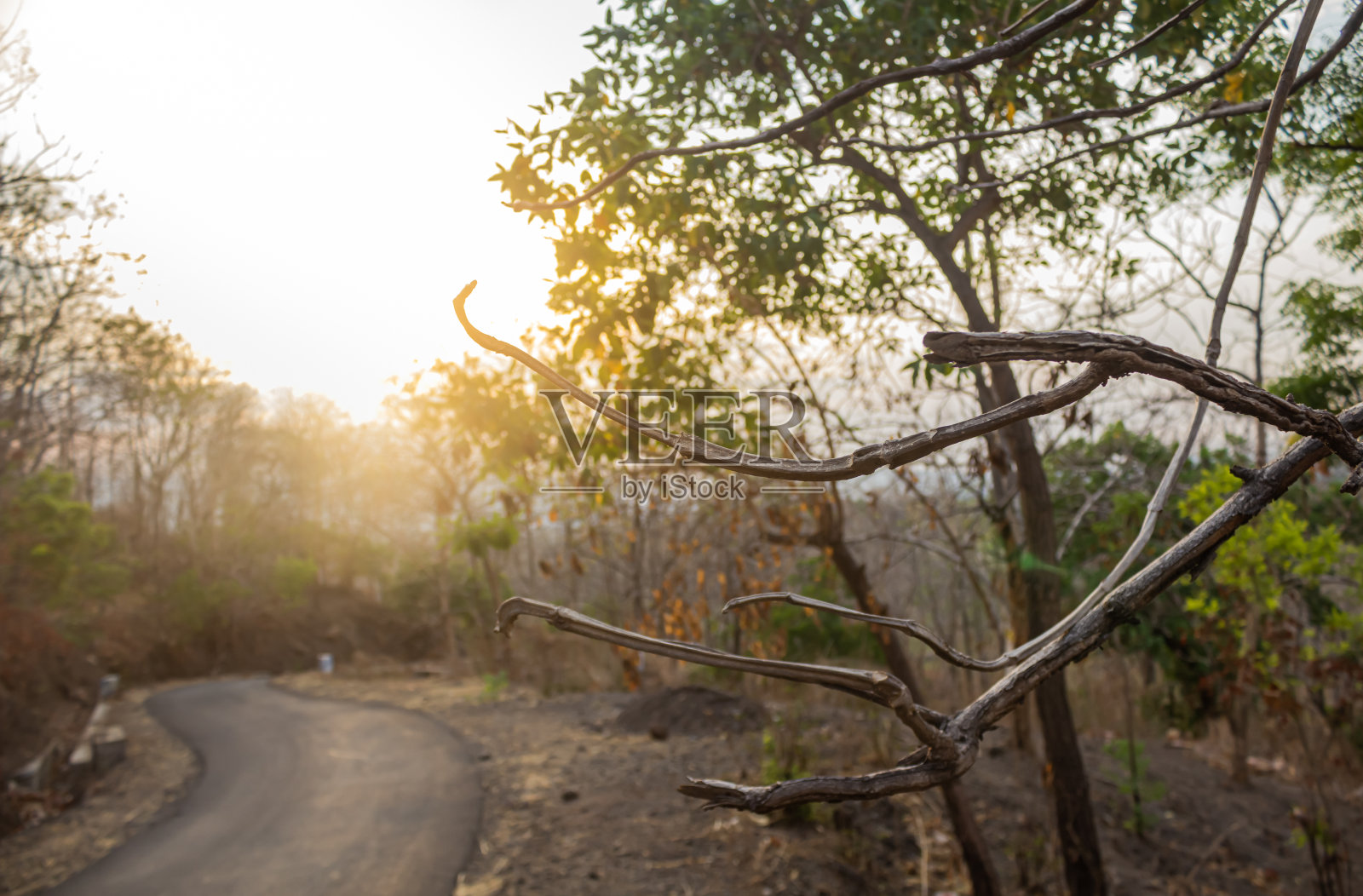 微距照片中的树枝照片摄影图片