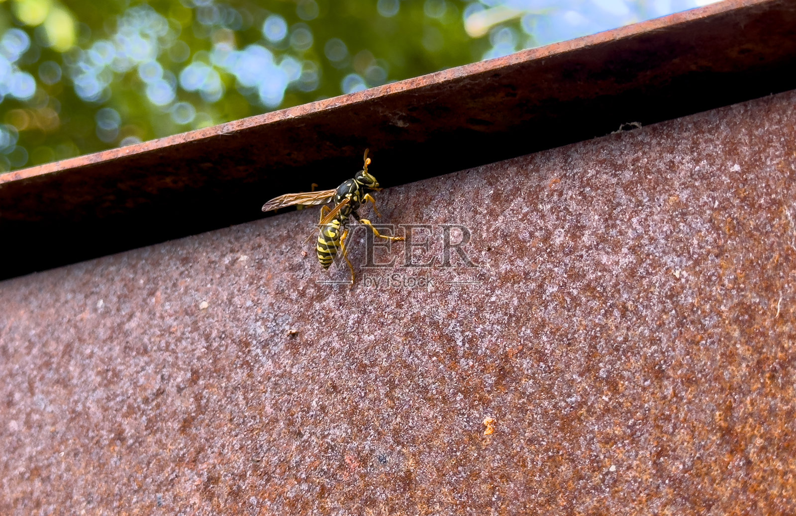 黄蜂在蜂巢上照片摄影图片