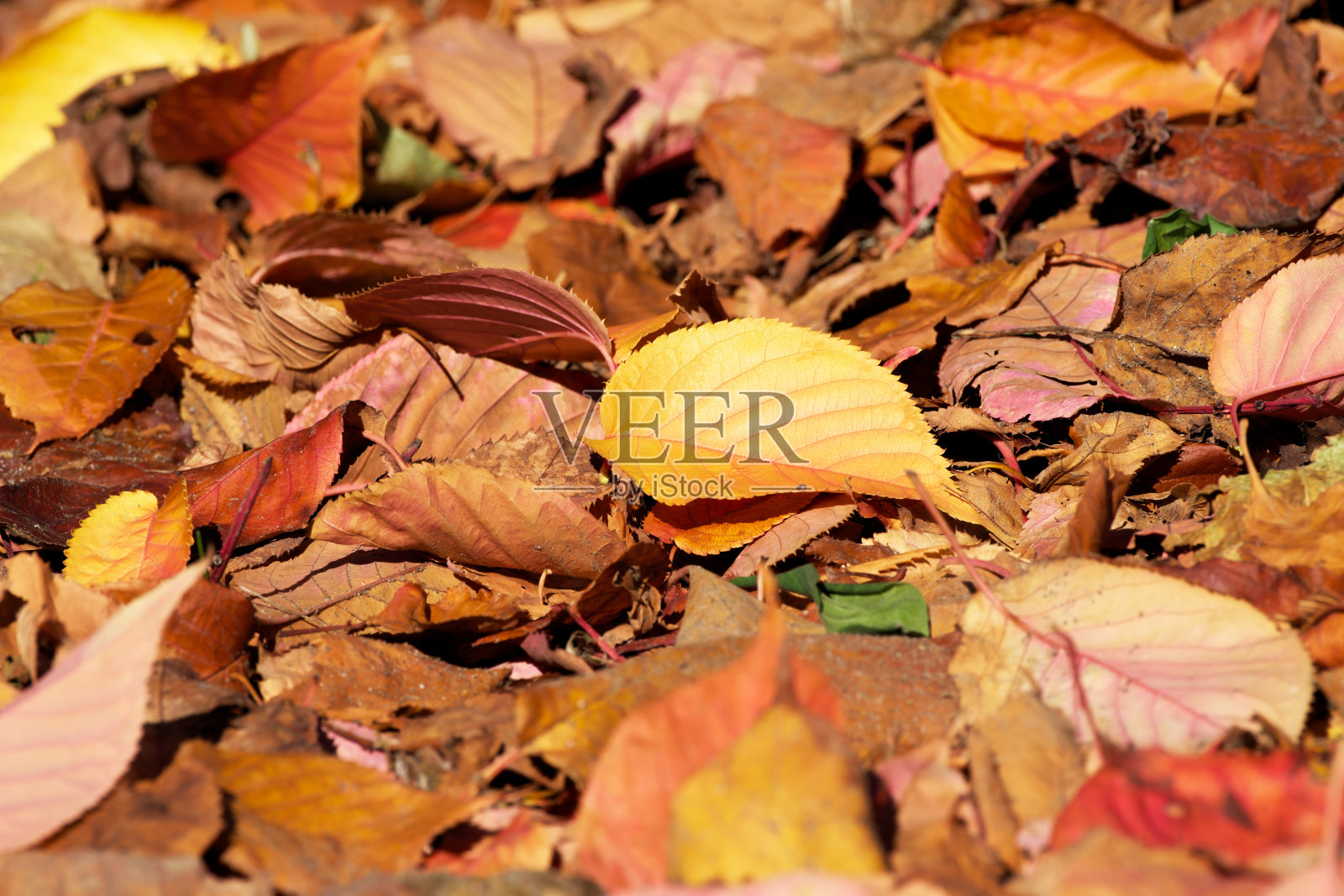 秋黄叶照片摄影图片