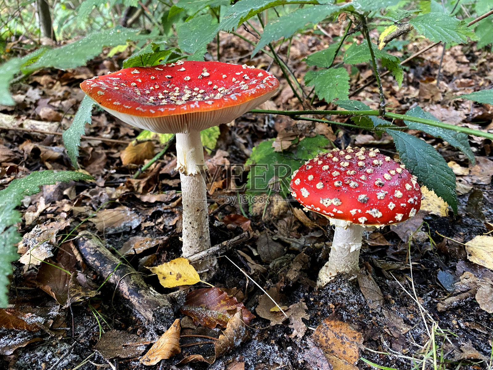 一种生长在落叶丛中的森林蘑菇照片摄影图片