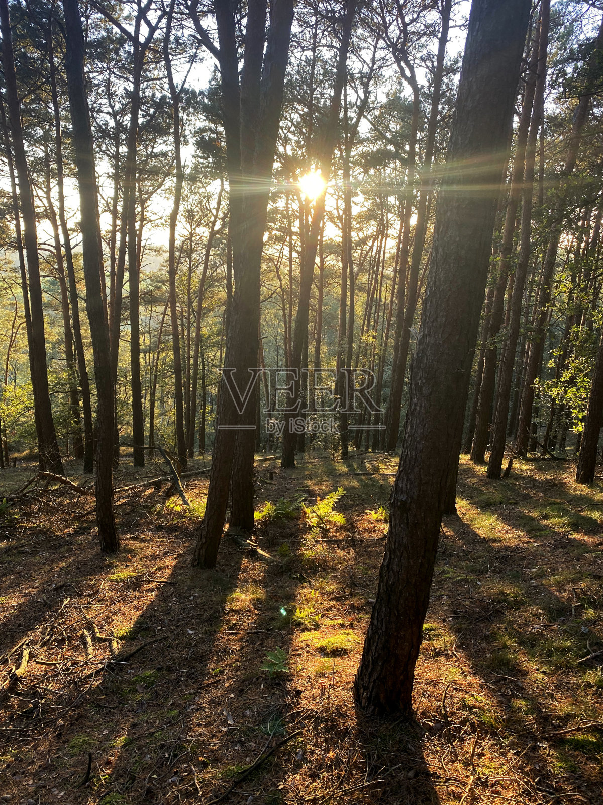 松树林中的树木照片摄影图片