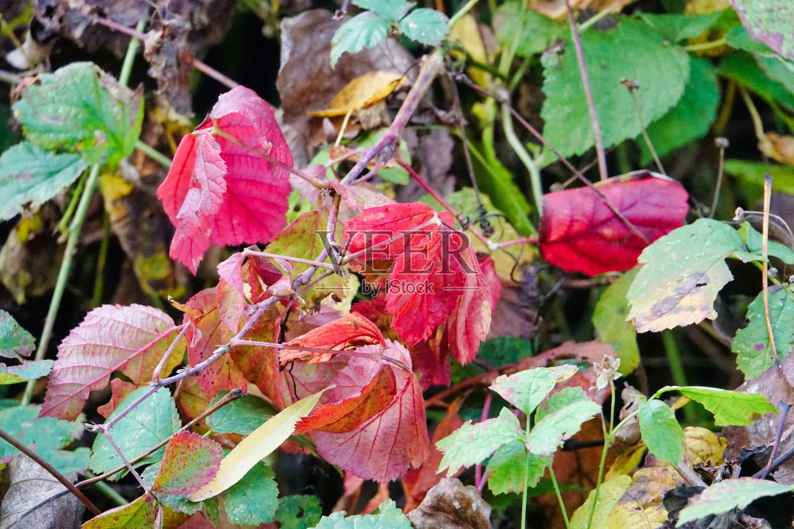秋叶以绿色为背景，照片为背景，秋色在意大利北部照片摄影图片