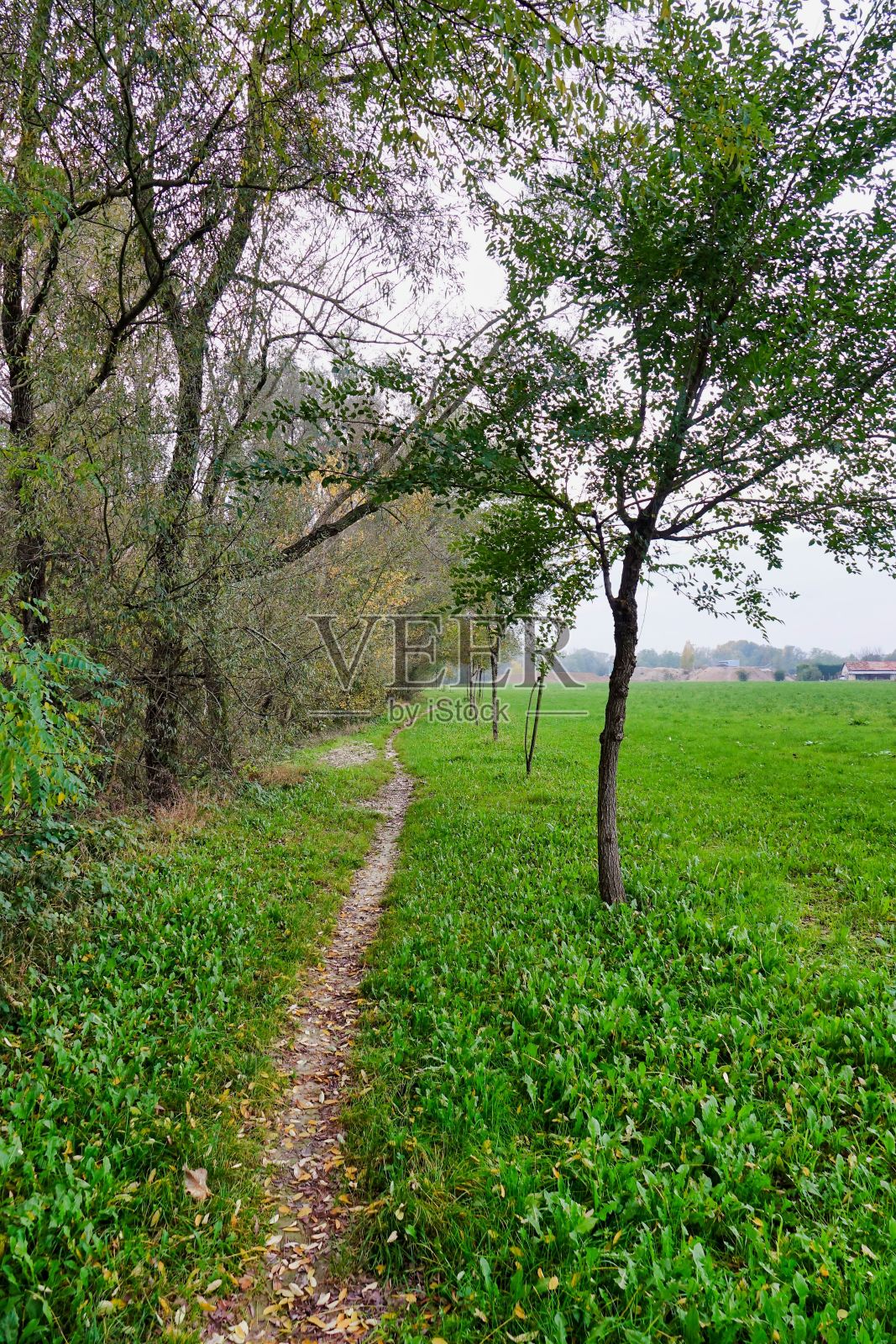 森林中的小路，照片为背景，意大利北部的秋色照片摄影图片